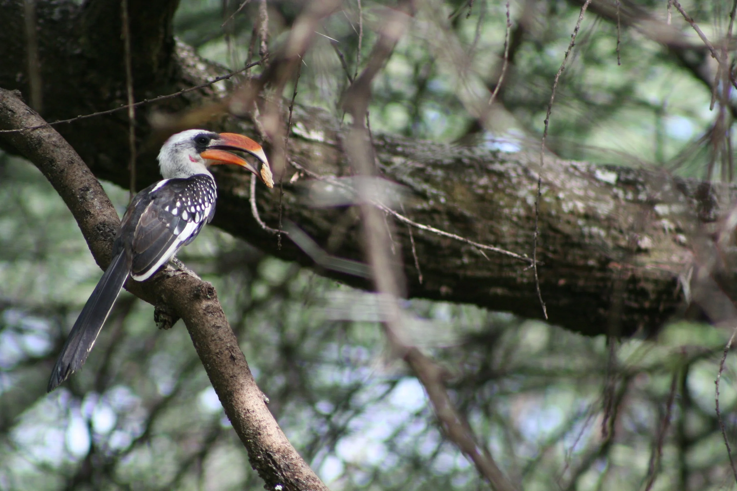 Jacksons Hornbill