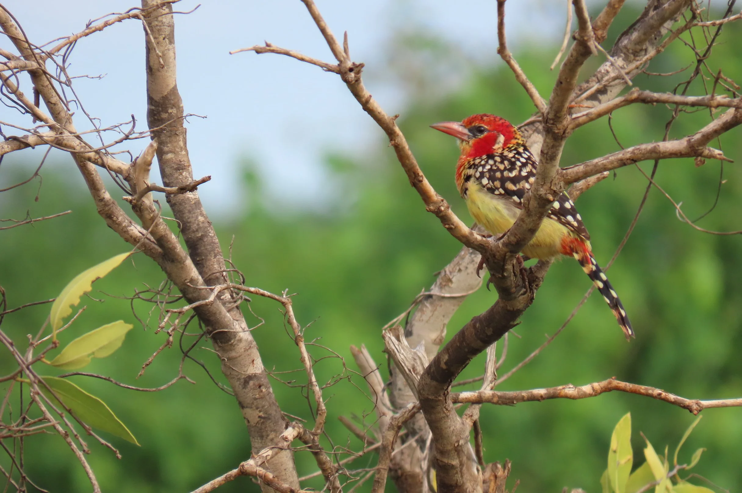Red-and-Yellow Barbet