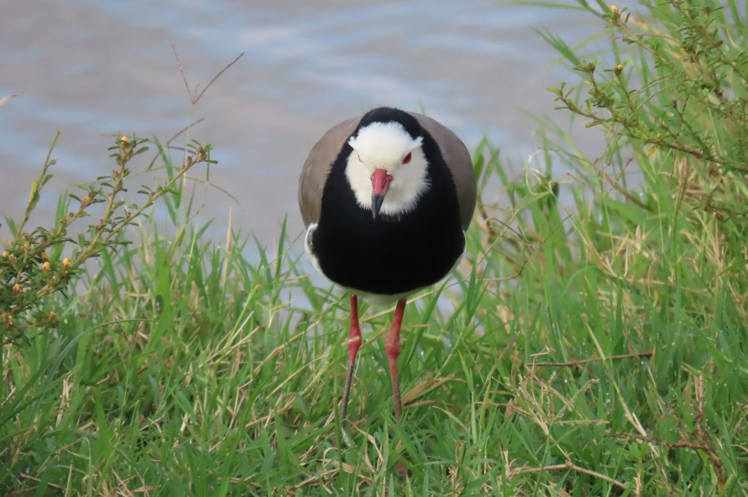 Long-toed Lapwing