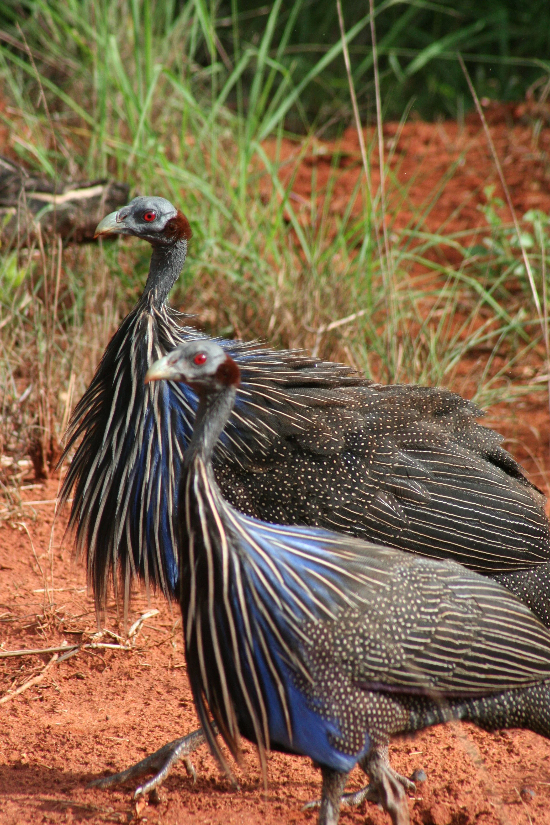 Vulterine Guinea Fowl 