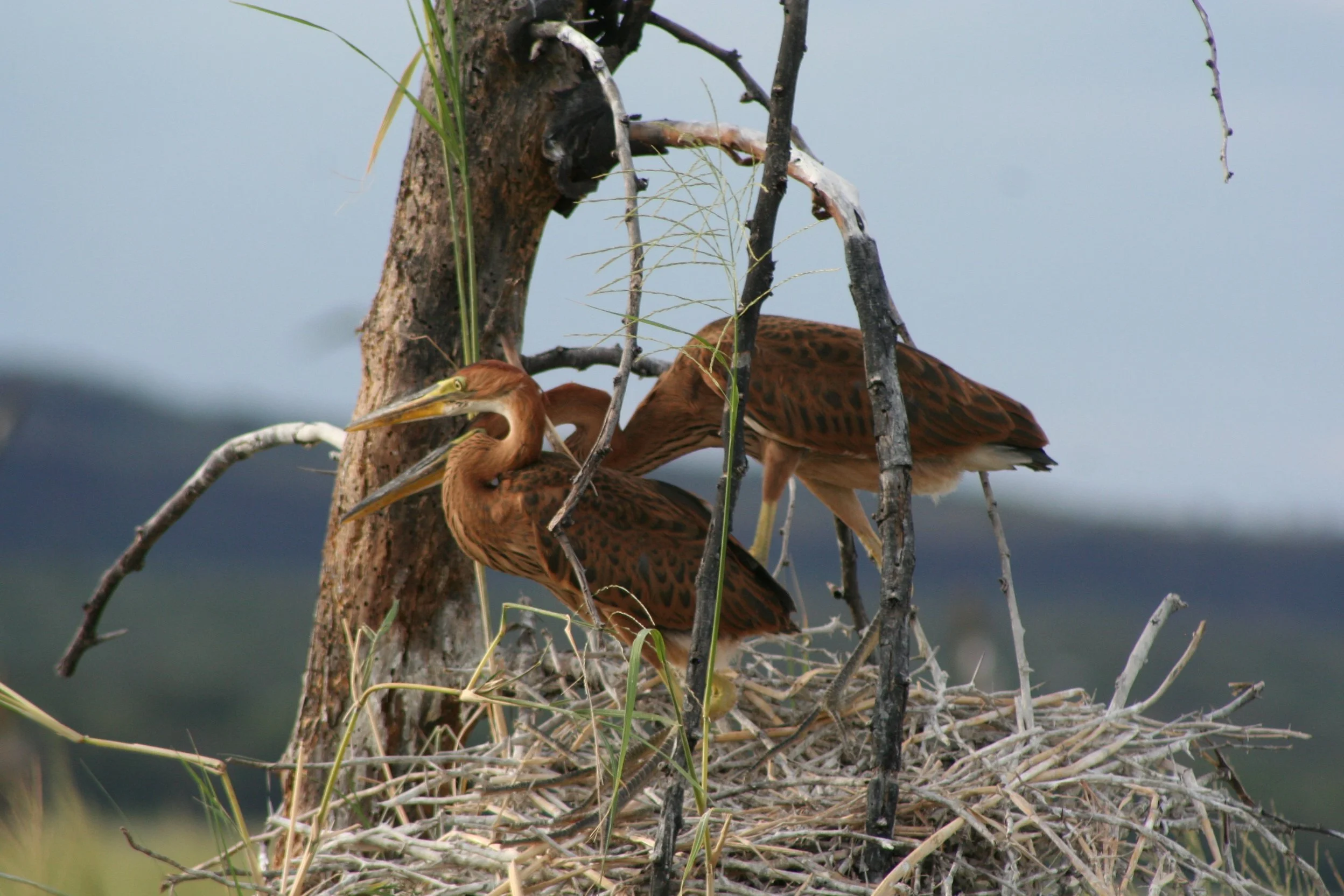 Purple Heron