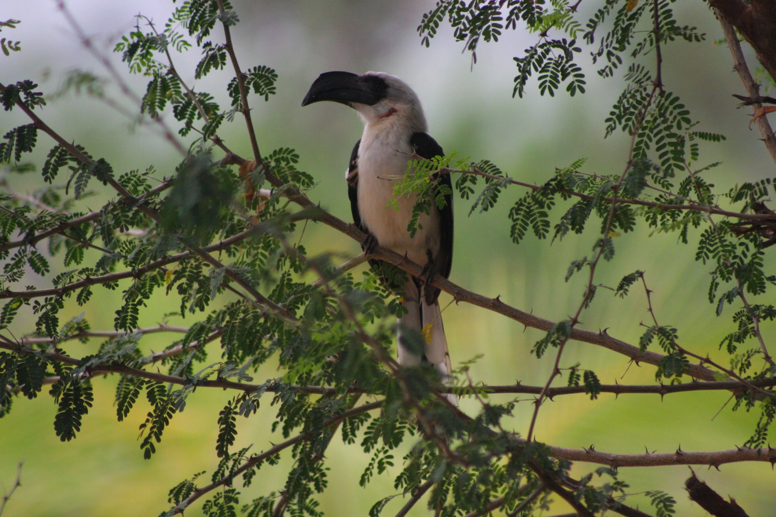 Von der Decken Hornbill