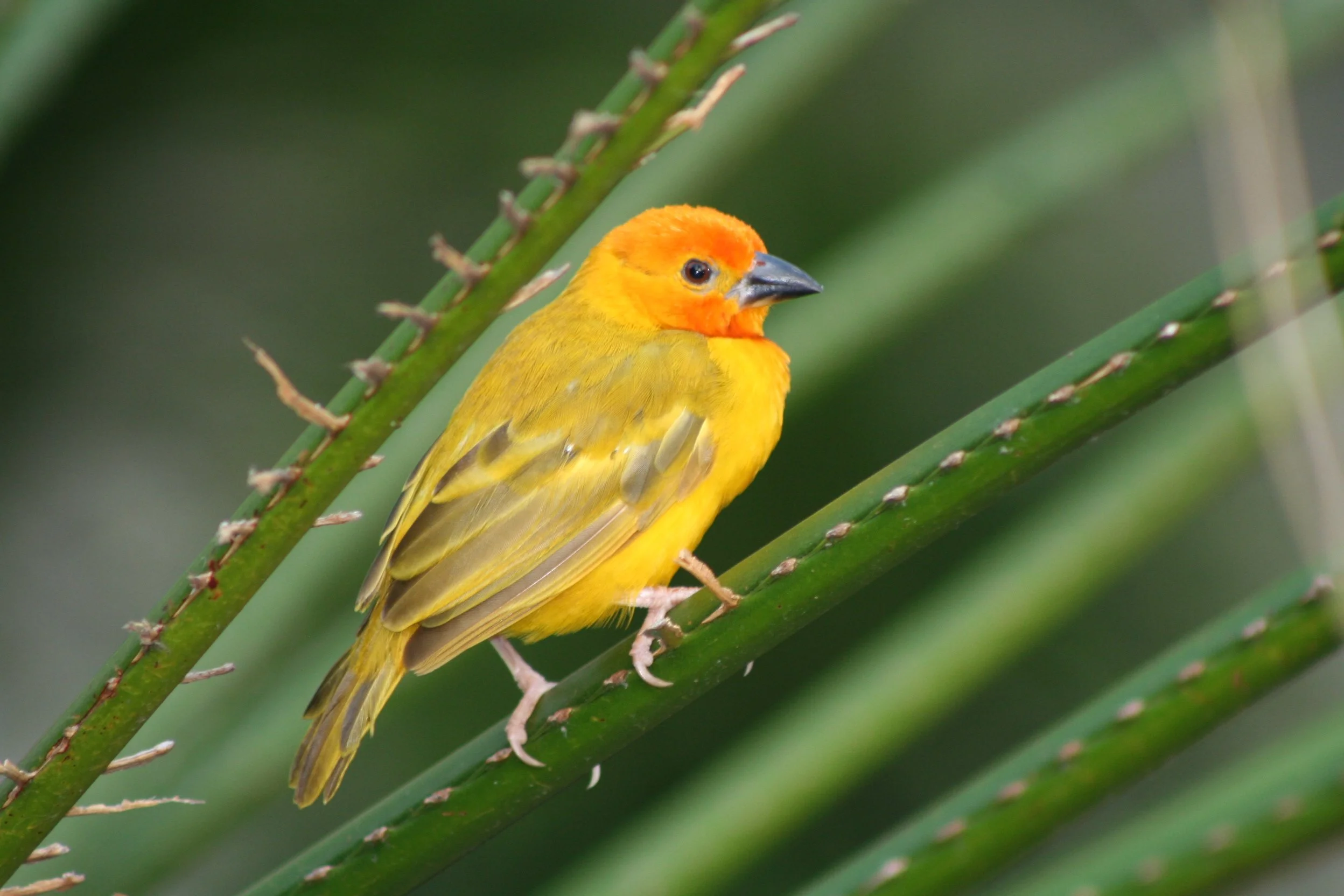 African Golden Weaver