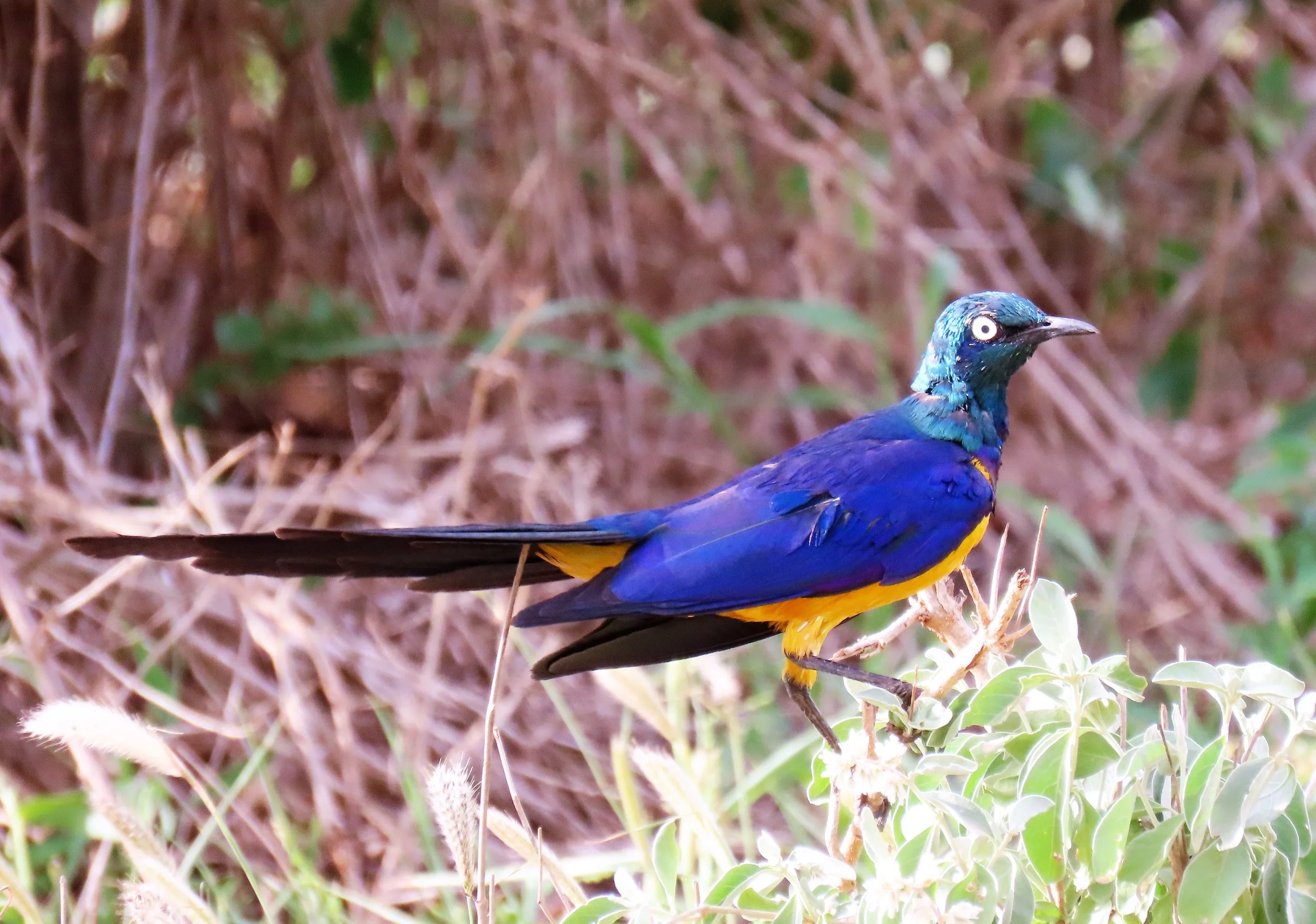 Golden-breasted Starling
