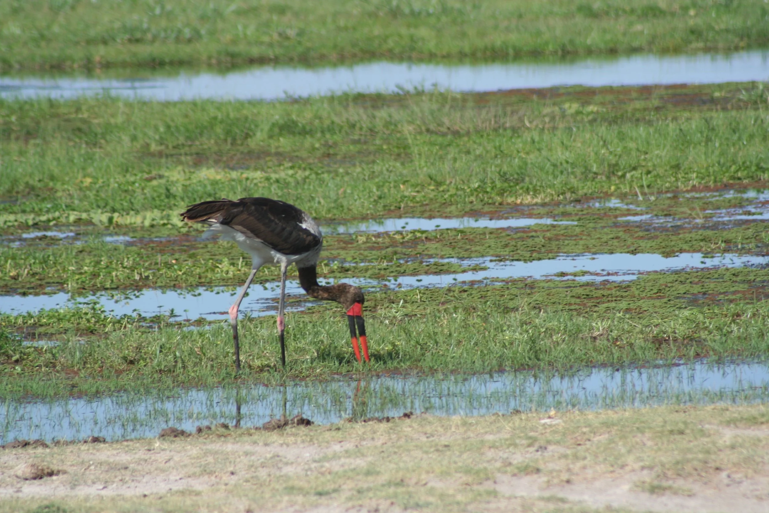 Saddle-billed Stork