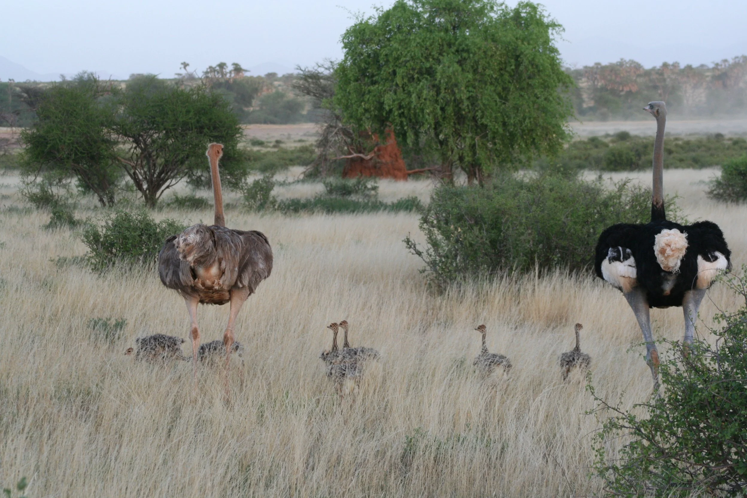 Somali Ostrich