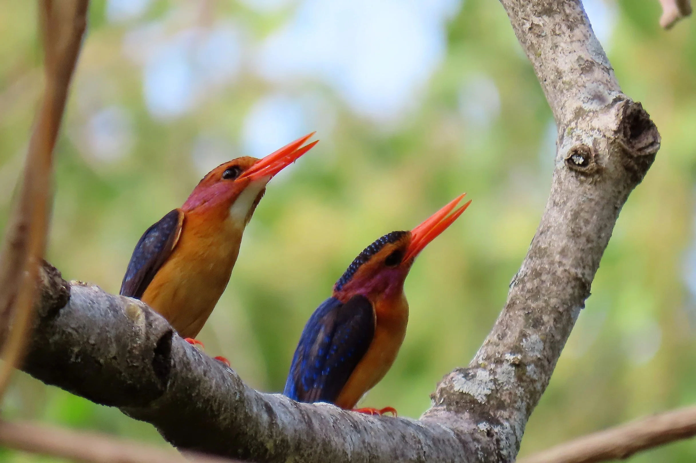 Pygmy Kingfisher
