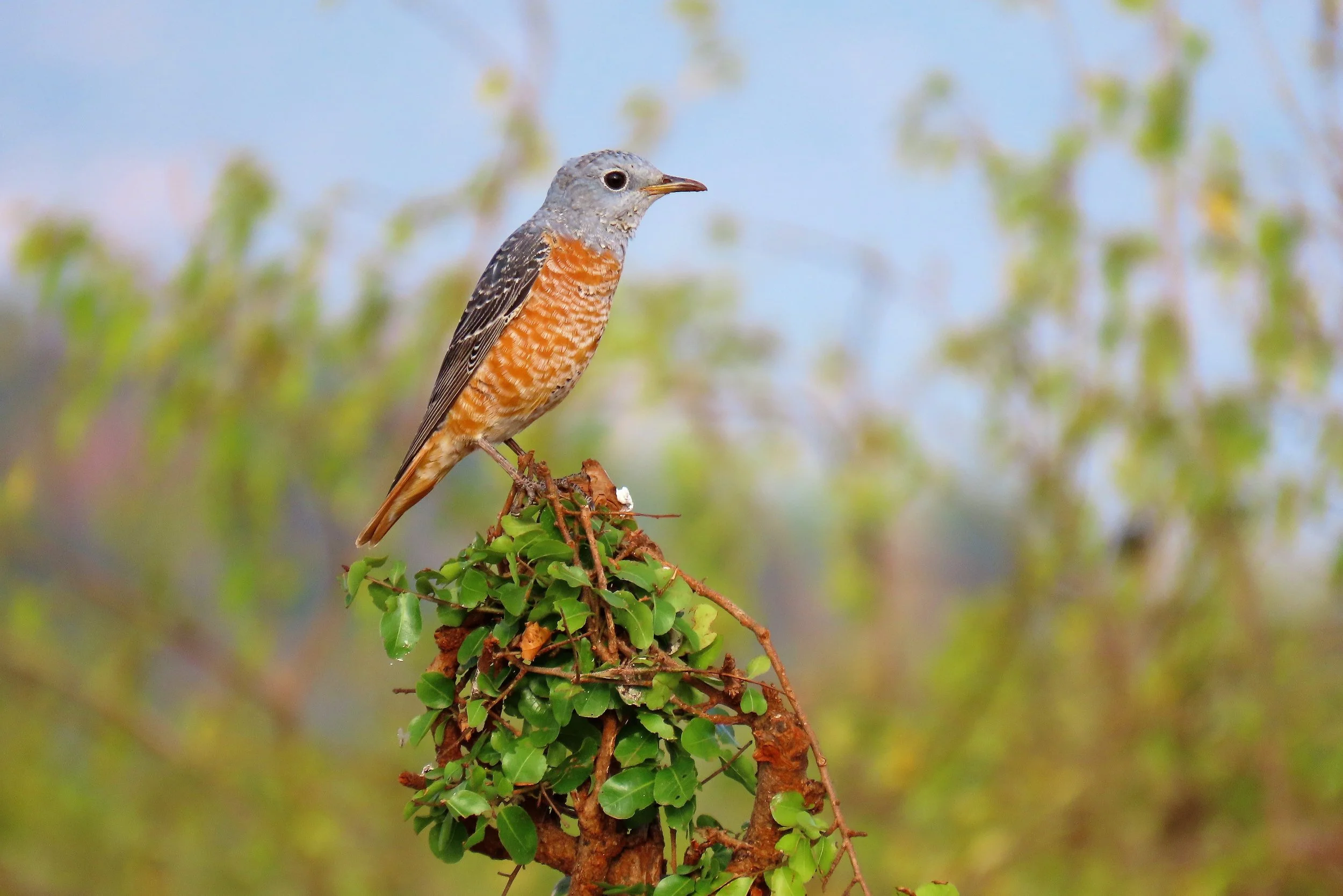Rufus-tailed Rock Thrush