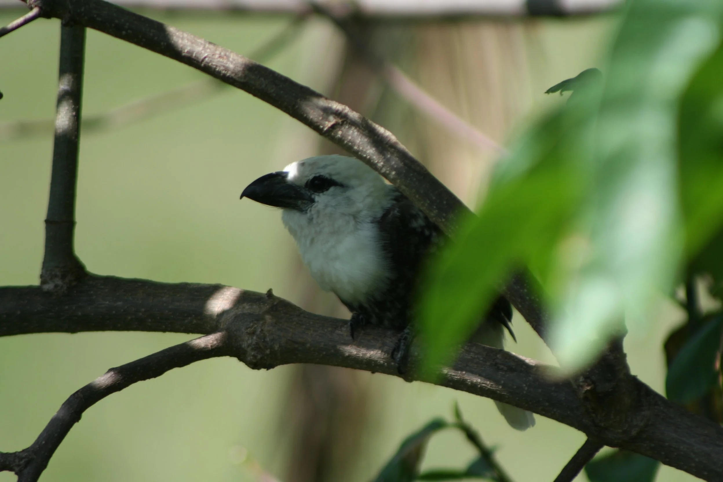 White-headed Barbet