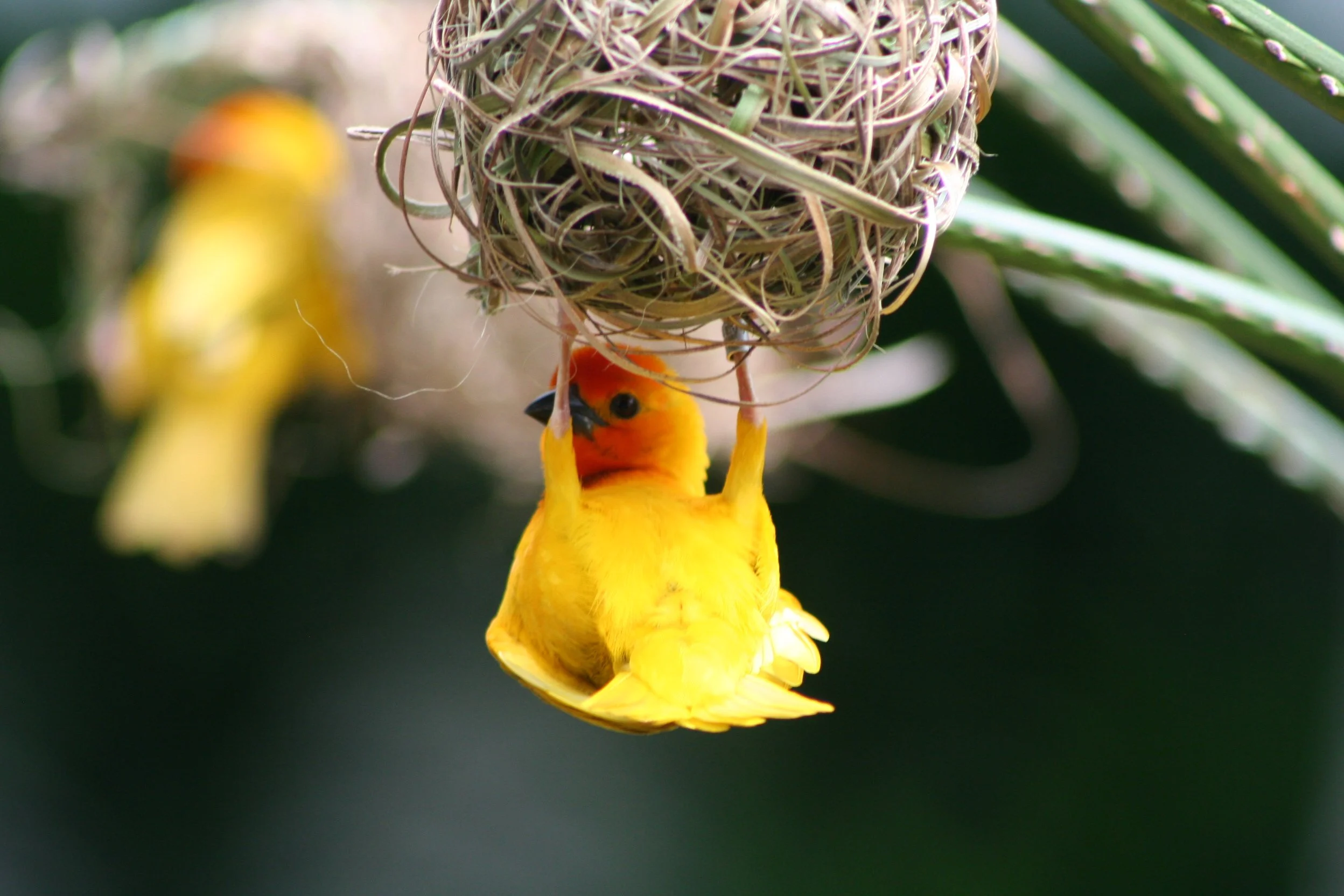 Golden Palm Weaver