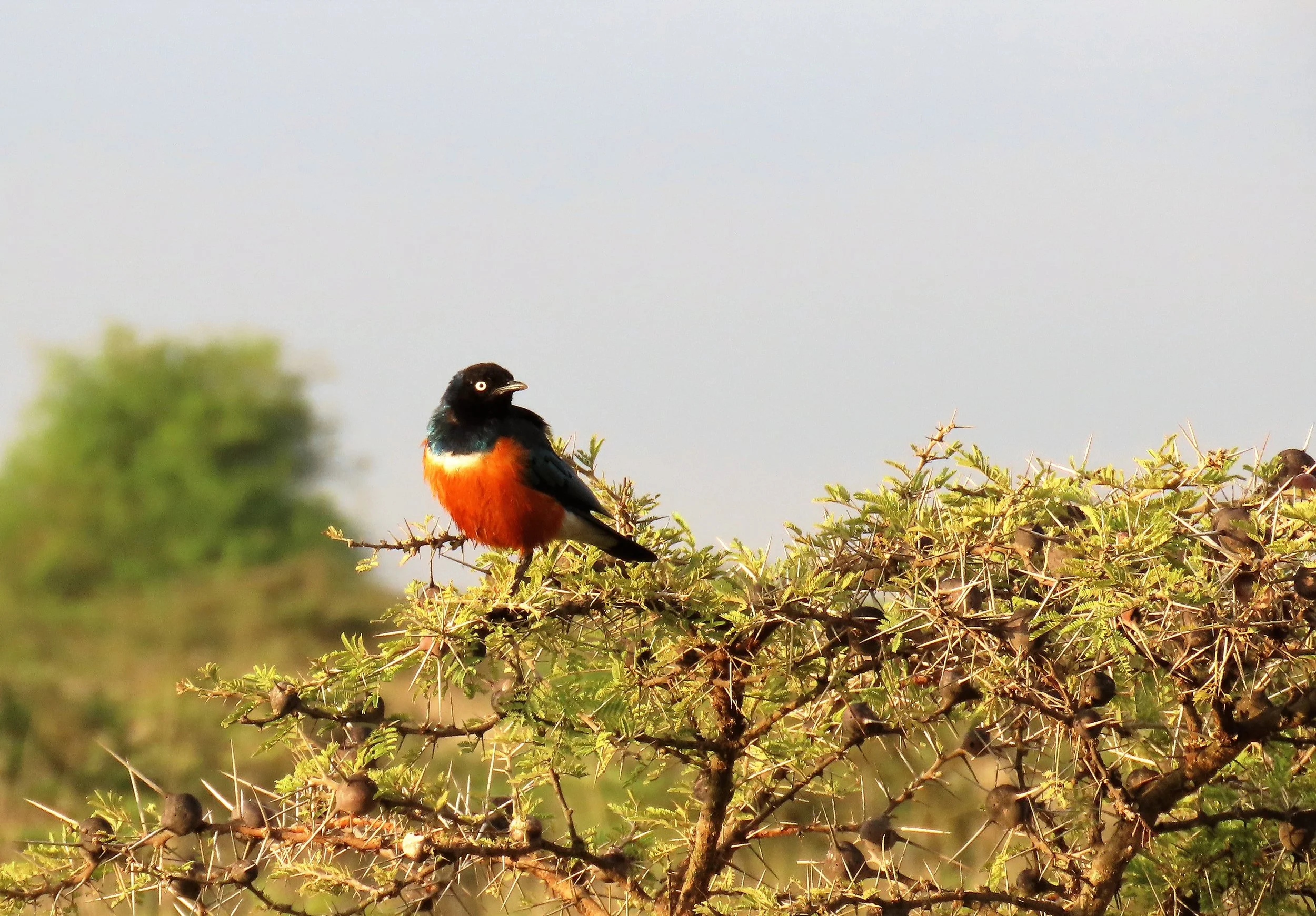 Superb Starling