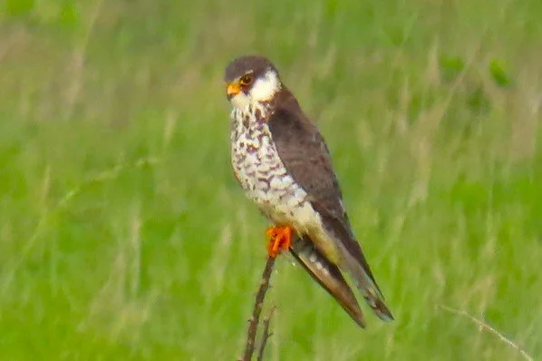 African Hobby