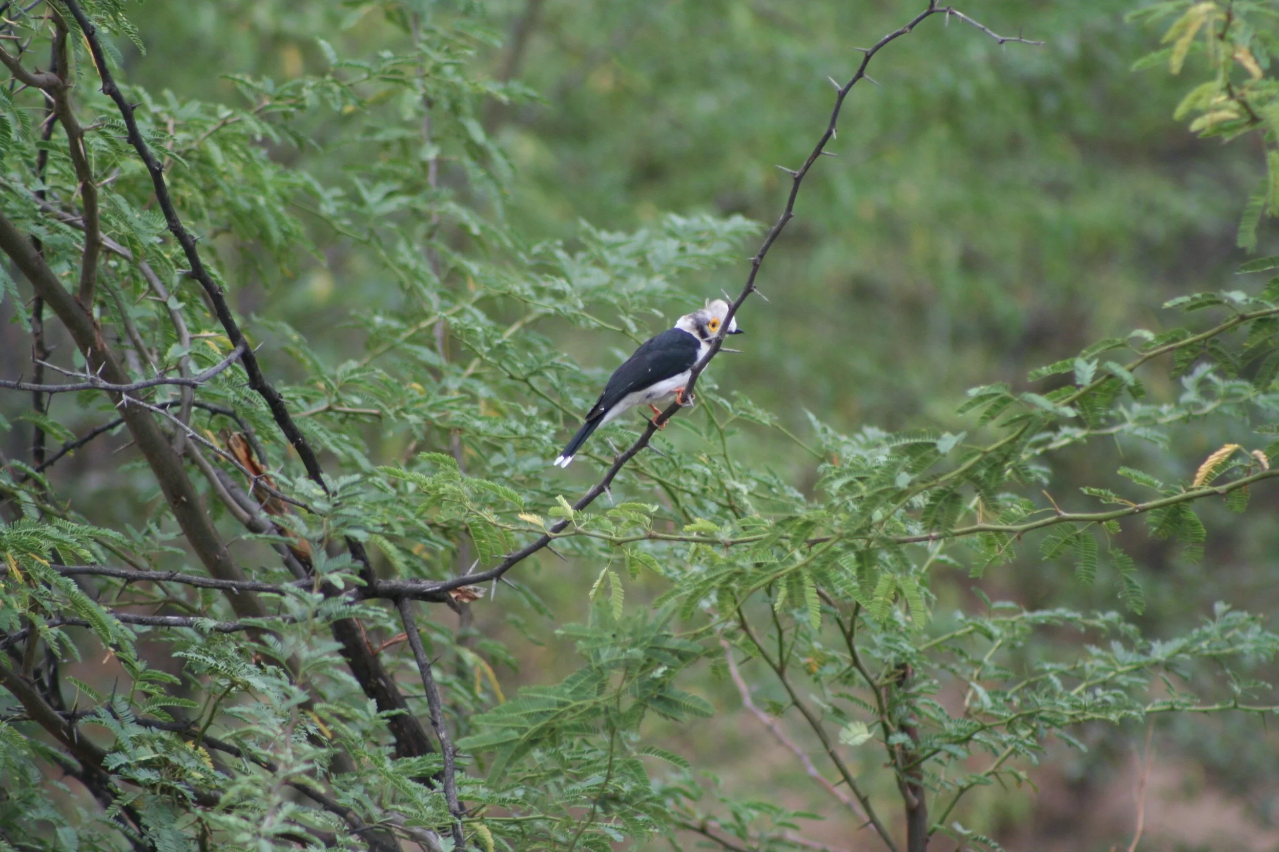 White-crested Helmut Shrike