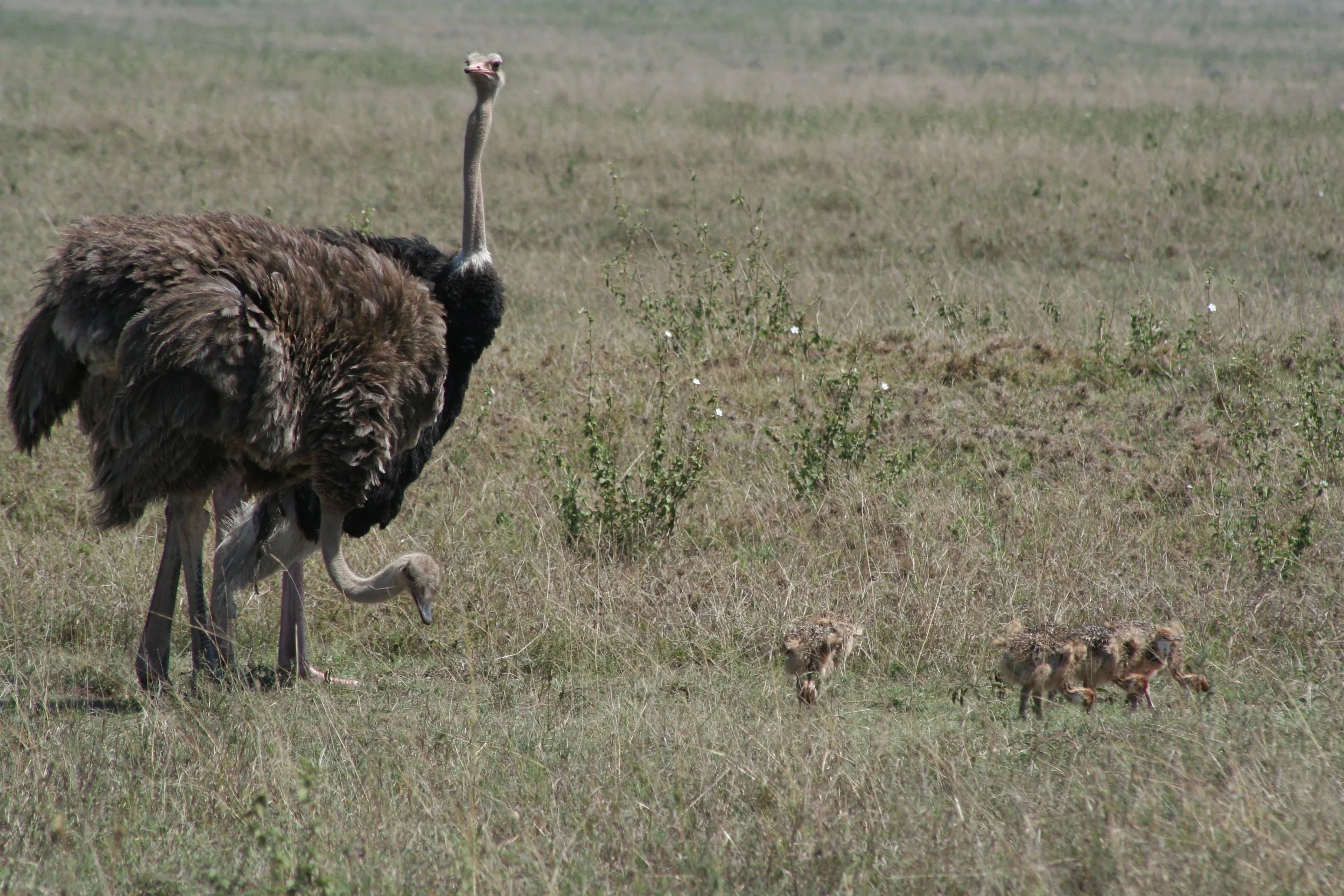 Ostrich and chicks