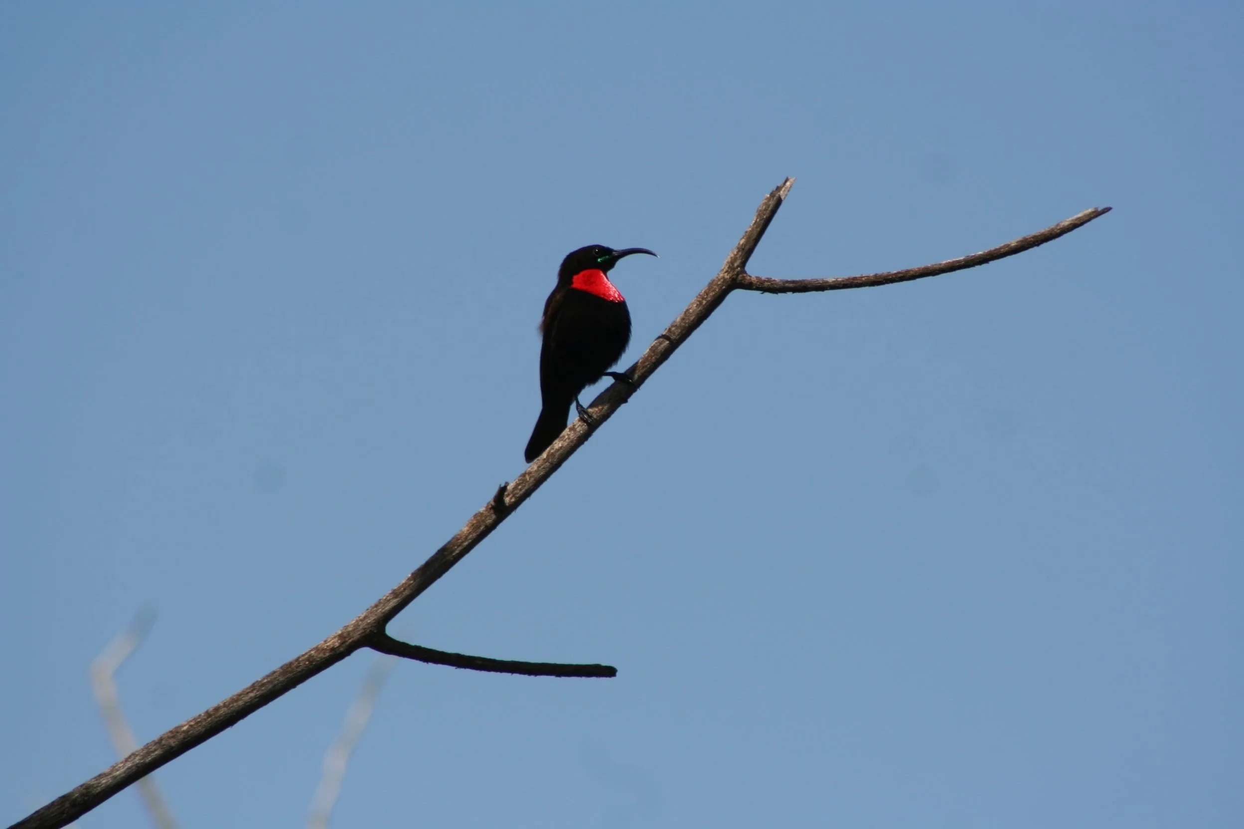 Scarlet Chested Sunbird