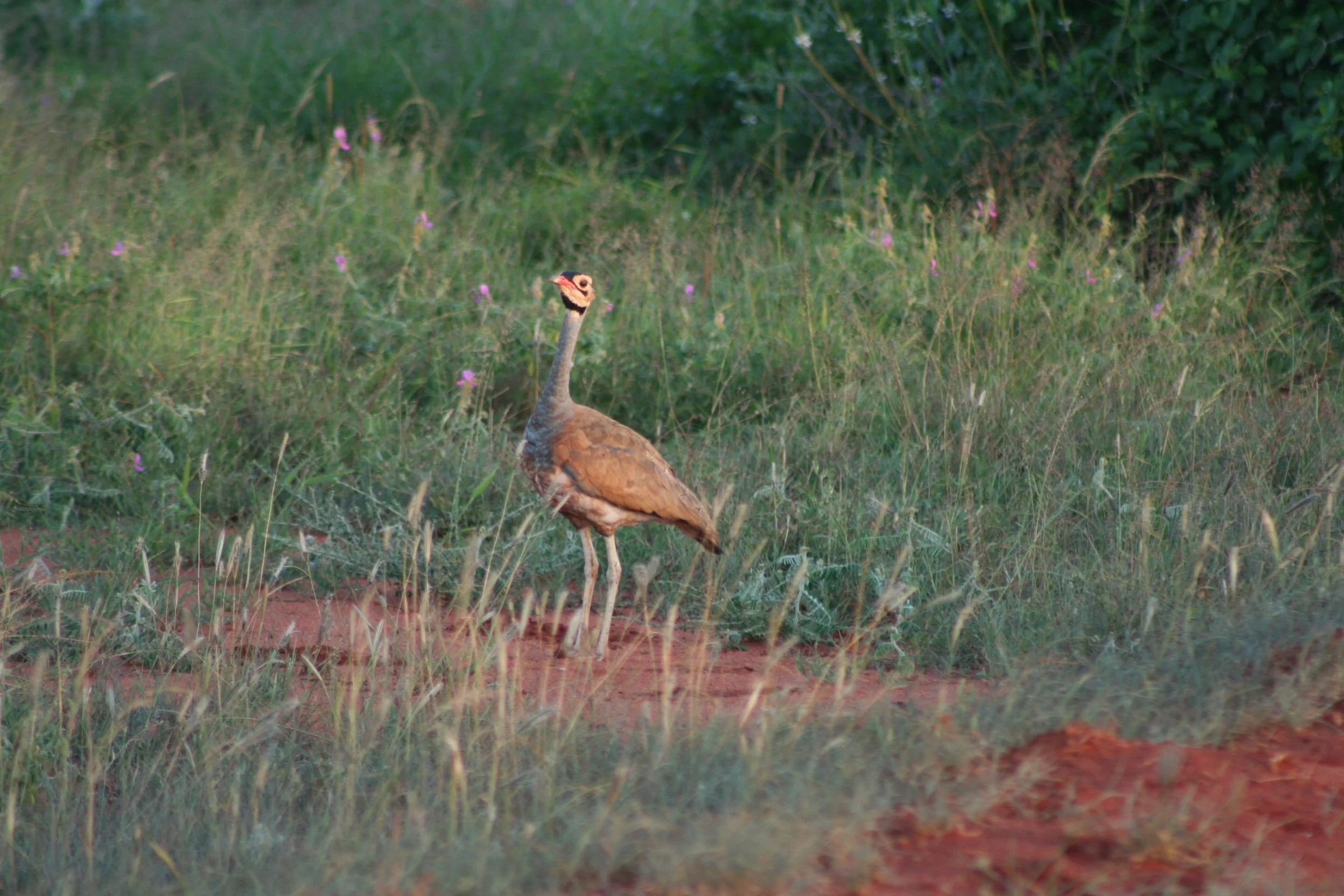 White-bellied Bustard
