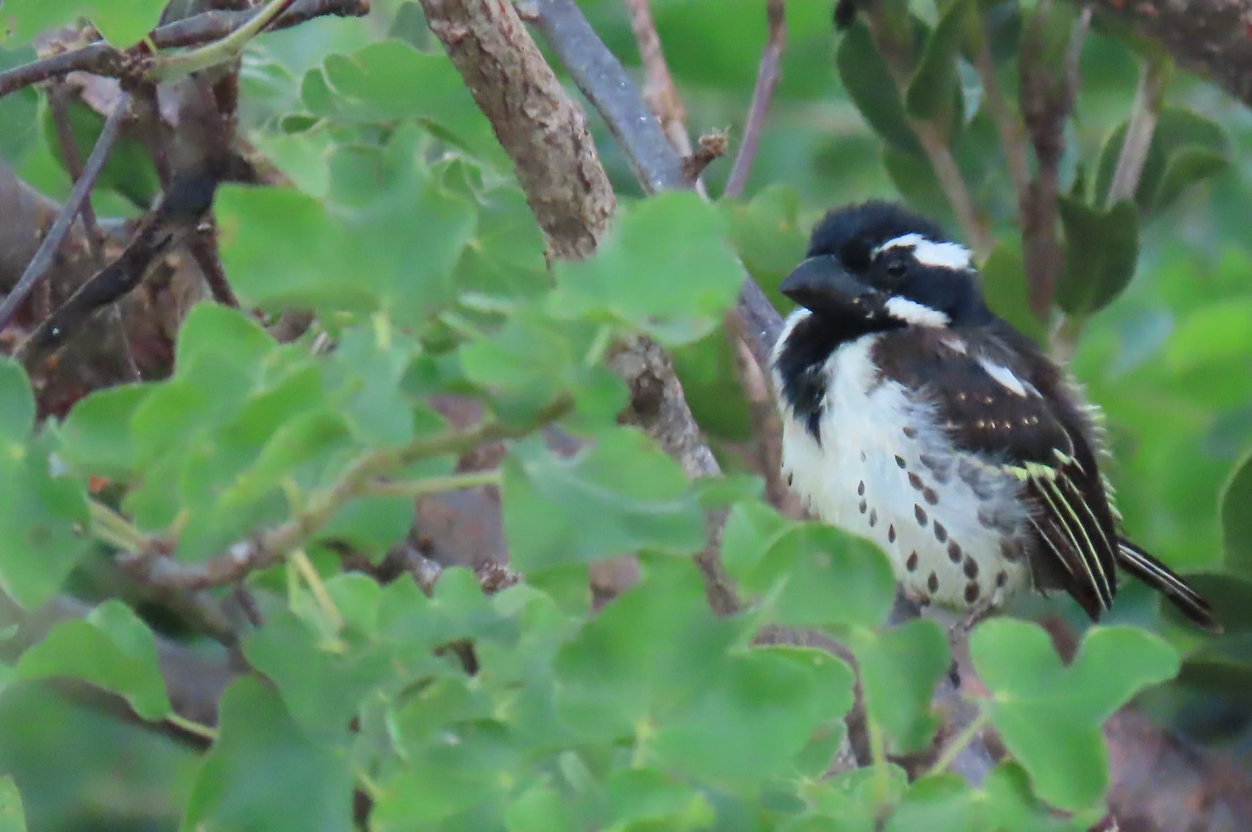 Spot-flanked Barbet
