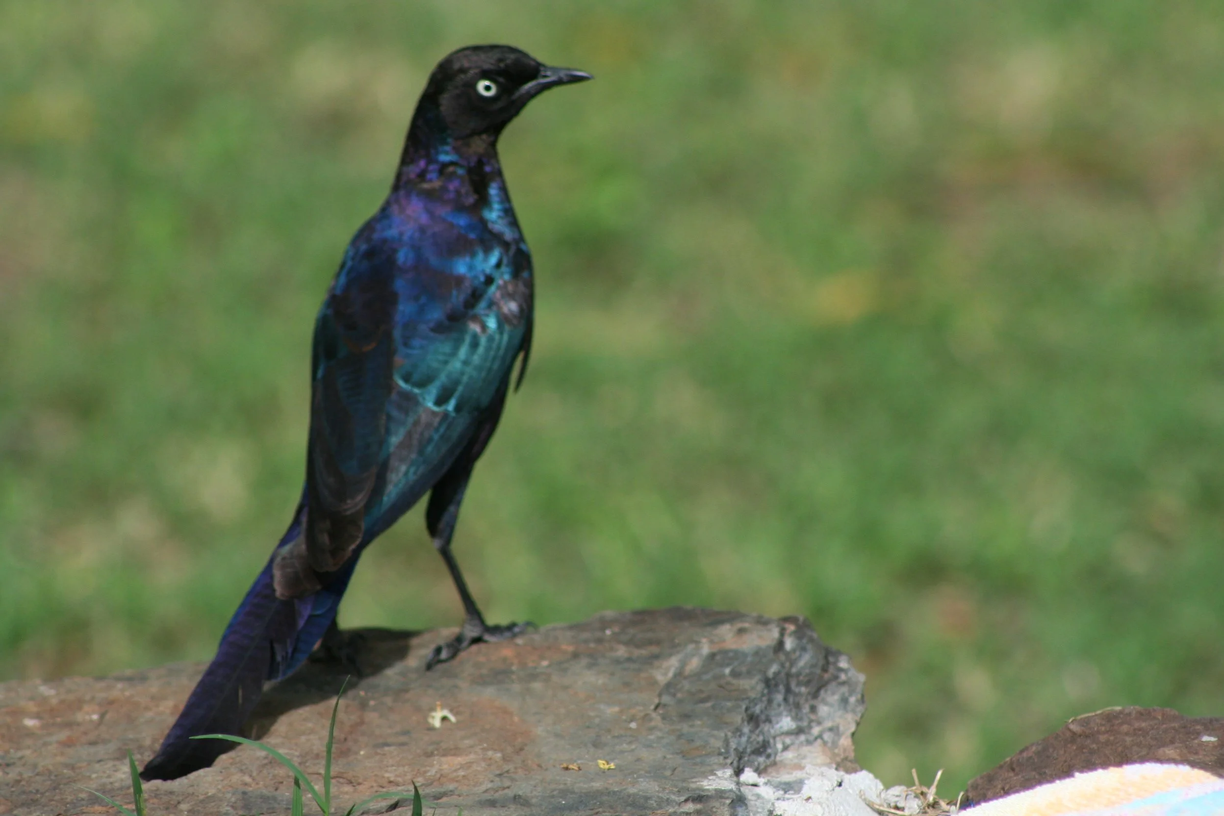 Ruppels Longtail Starling