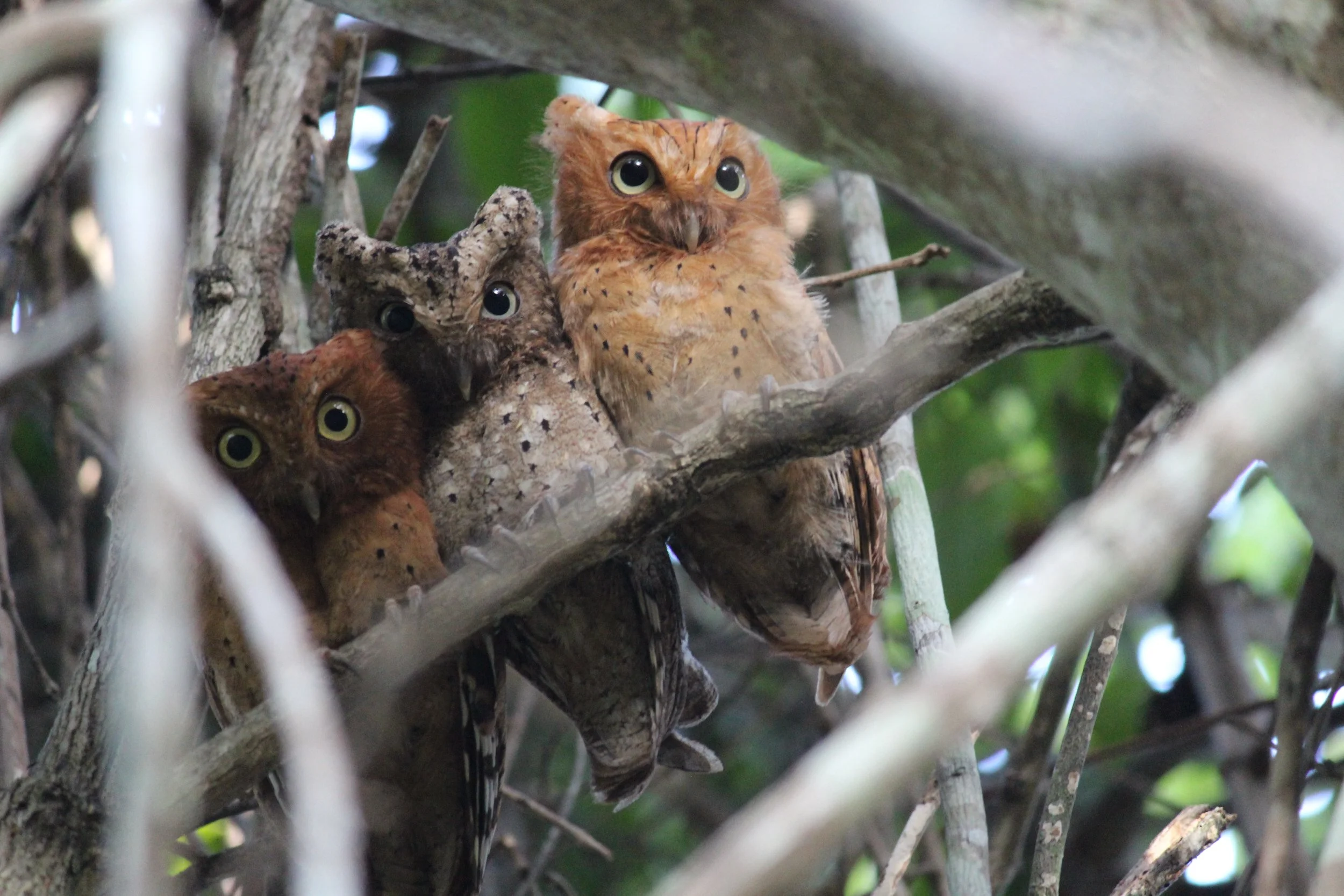 Sokoke Scops Owl