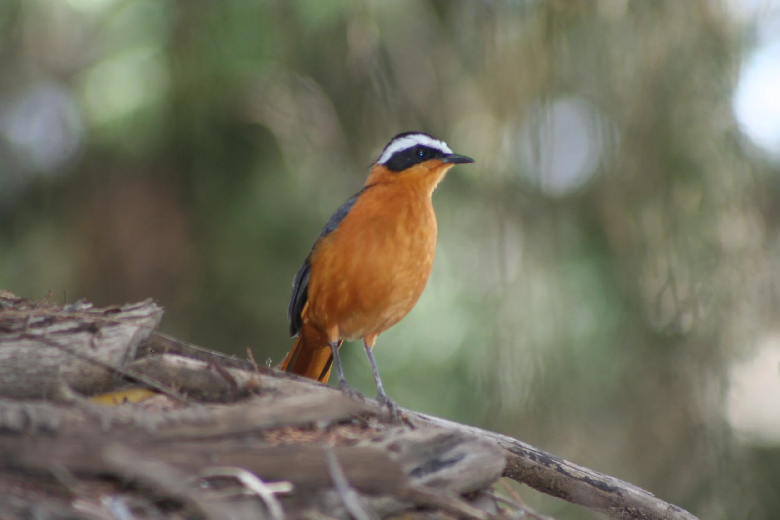 White-browed Robin Chat