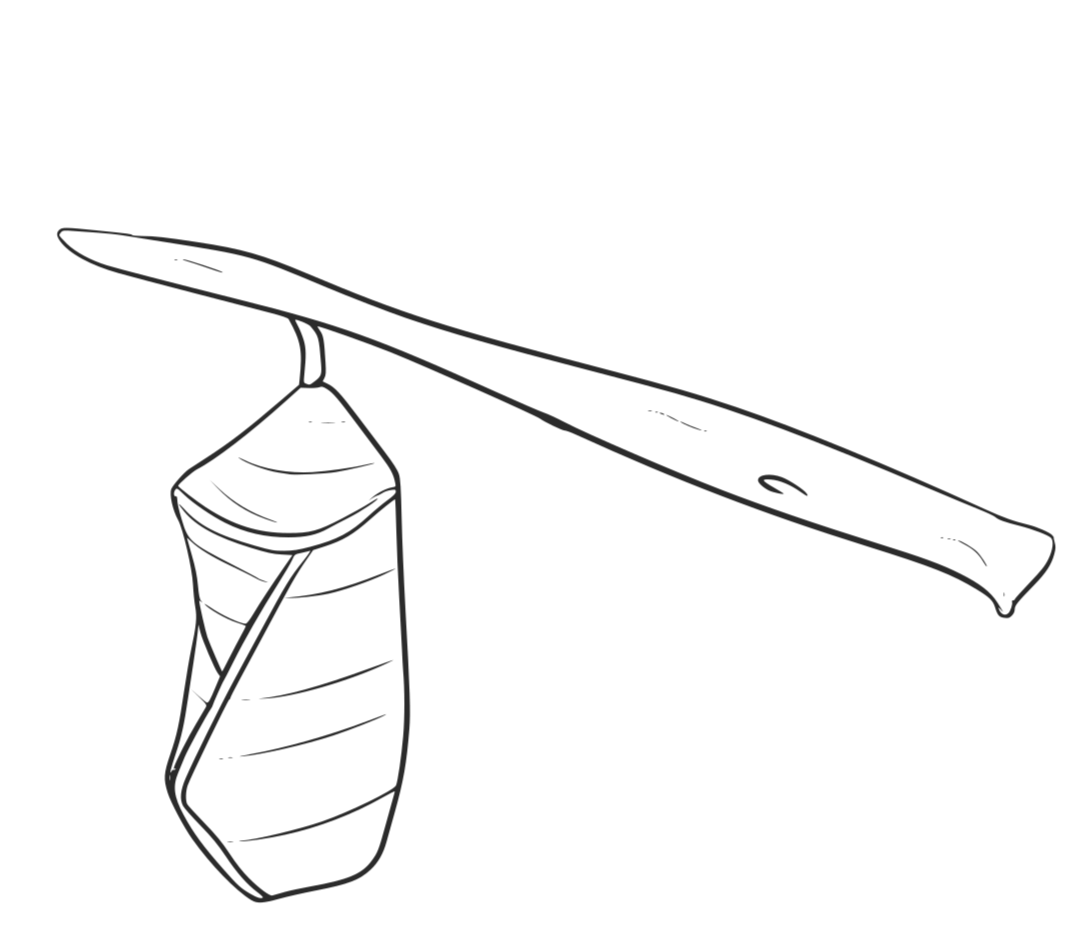 Thin black outline of a cocoon hanging off a tree branch