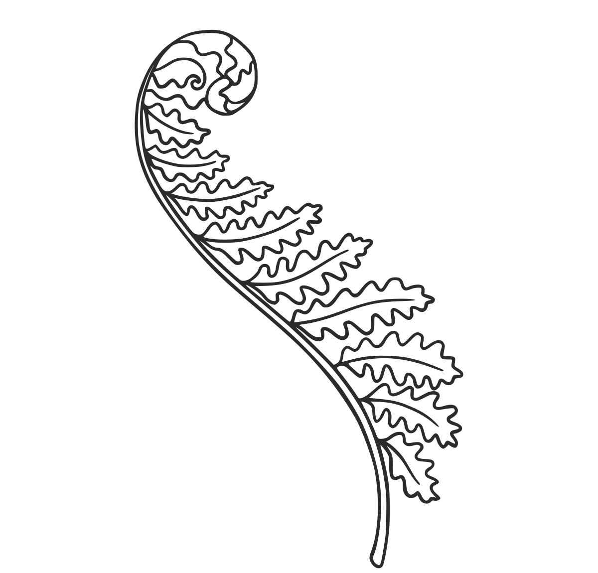 Thin black outline of a new fern leaf unfurling