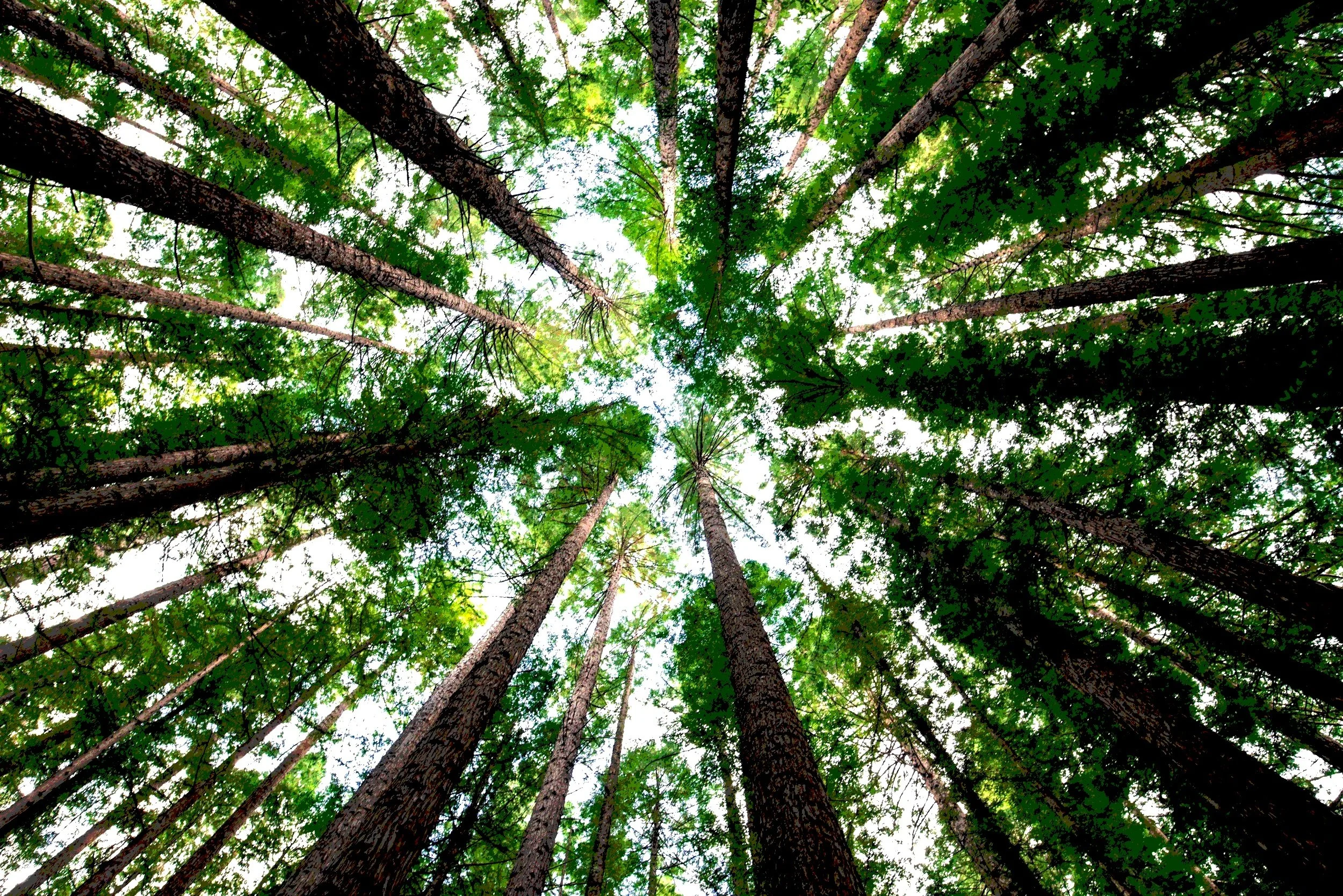 Looking up at tall pine trees with green leaves and branches, sky visible through the canopy.