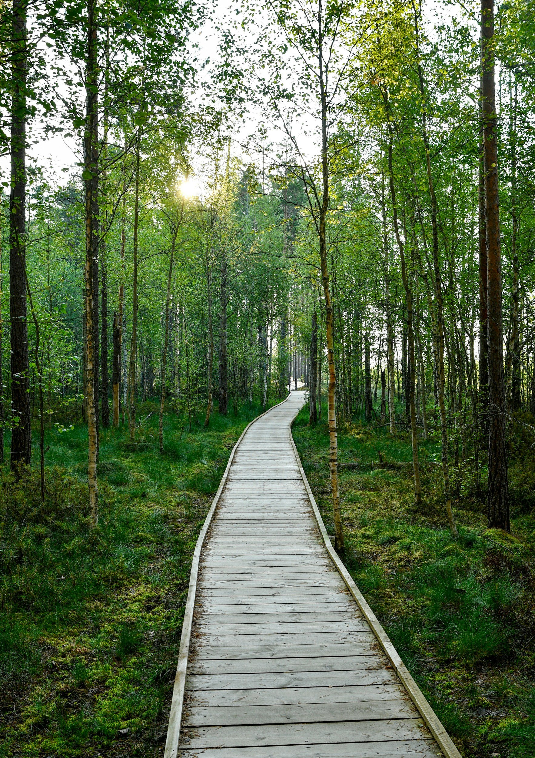 A wooden boardwalk trail running through a lush green forest with tall trees and sunlight peeking through the leaves.