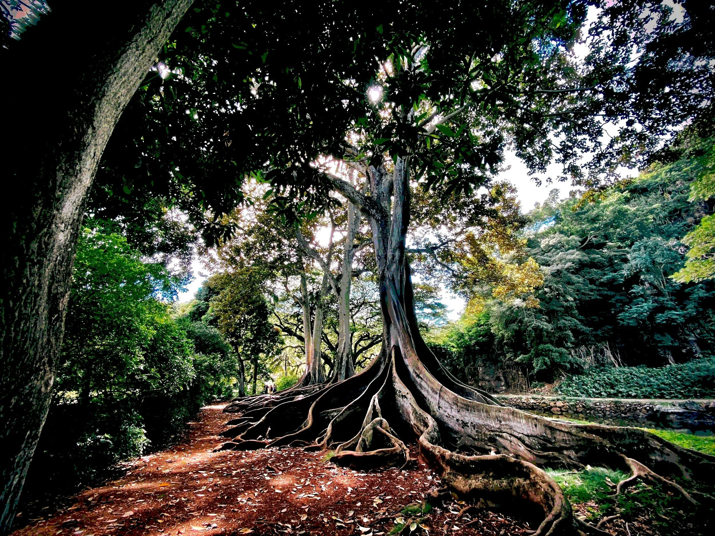 A large tree with exposed roots in a wooded area, surrounded by dense green foliage and other trees.