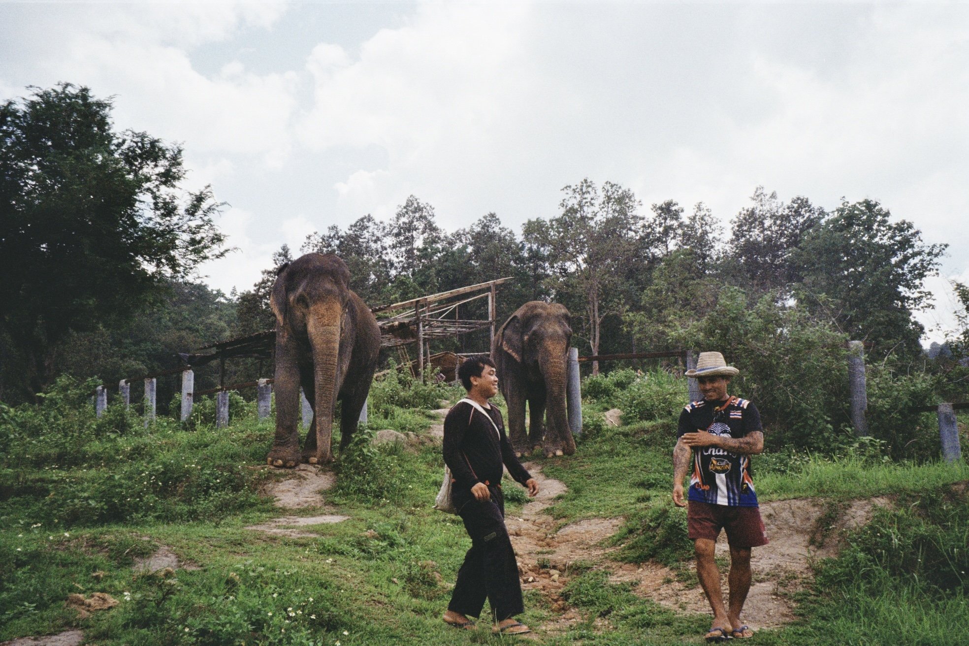 Two elephants and two people walking outdoors near a wooden fence and trees.