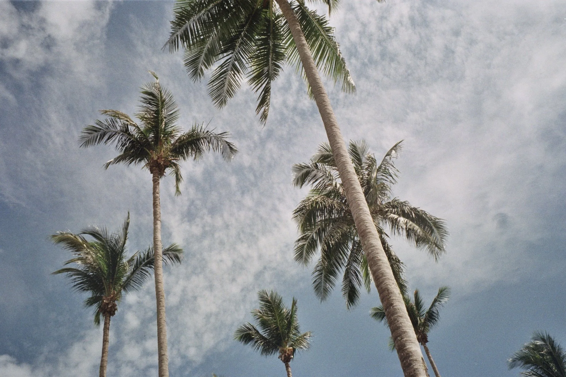 Tall palm trees with long trunks and green fronds reaching towards the sky, some partly obscured by clouds, under a partly cloudy sky.