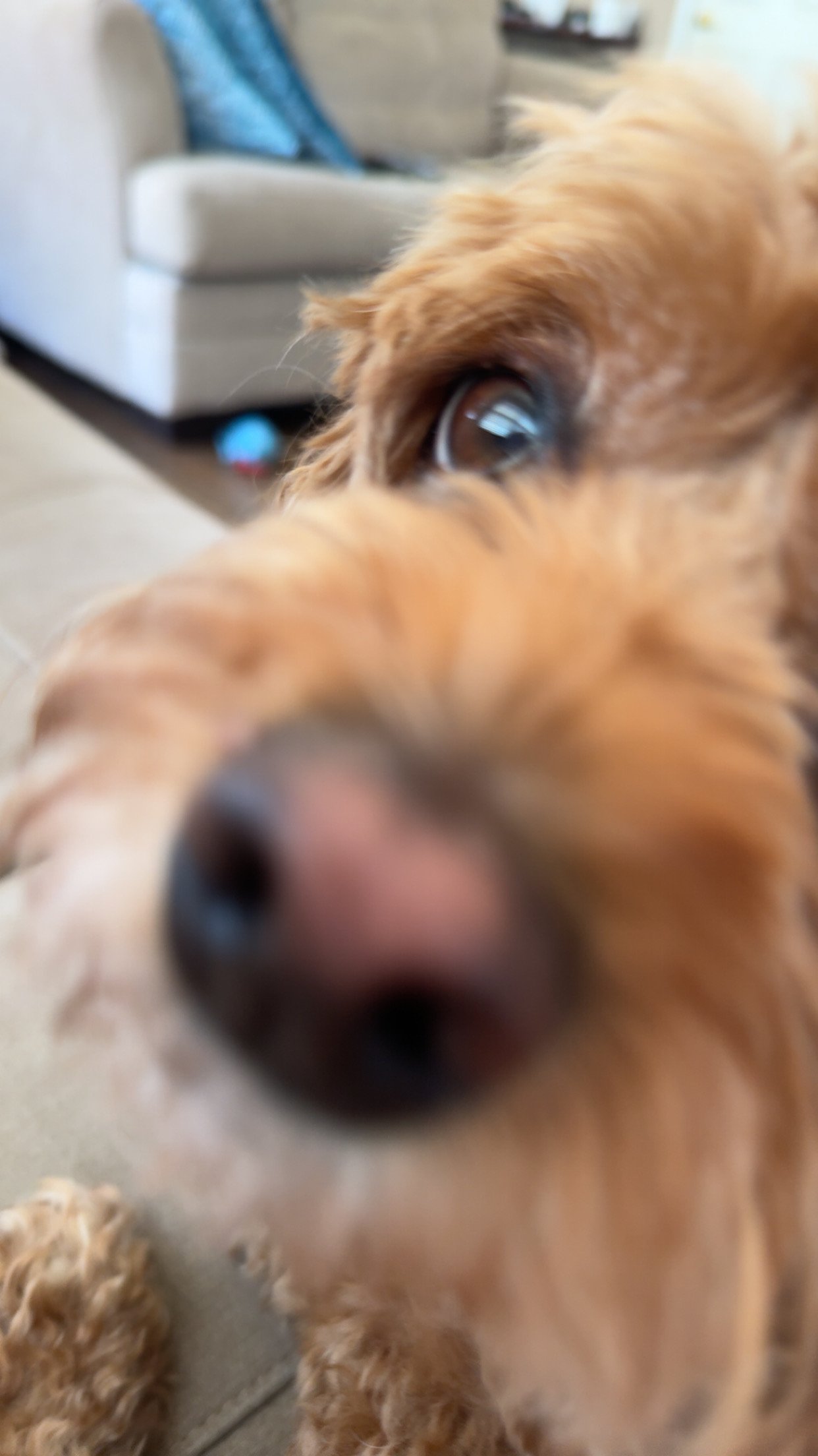 Close-up of a brown, curly-haired dog, likely a retriever or poodle mix, with part of its face and nose in the foreground, focusing on its eye.