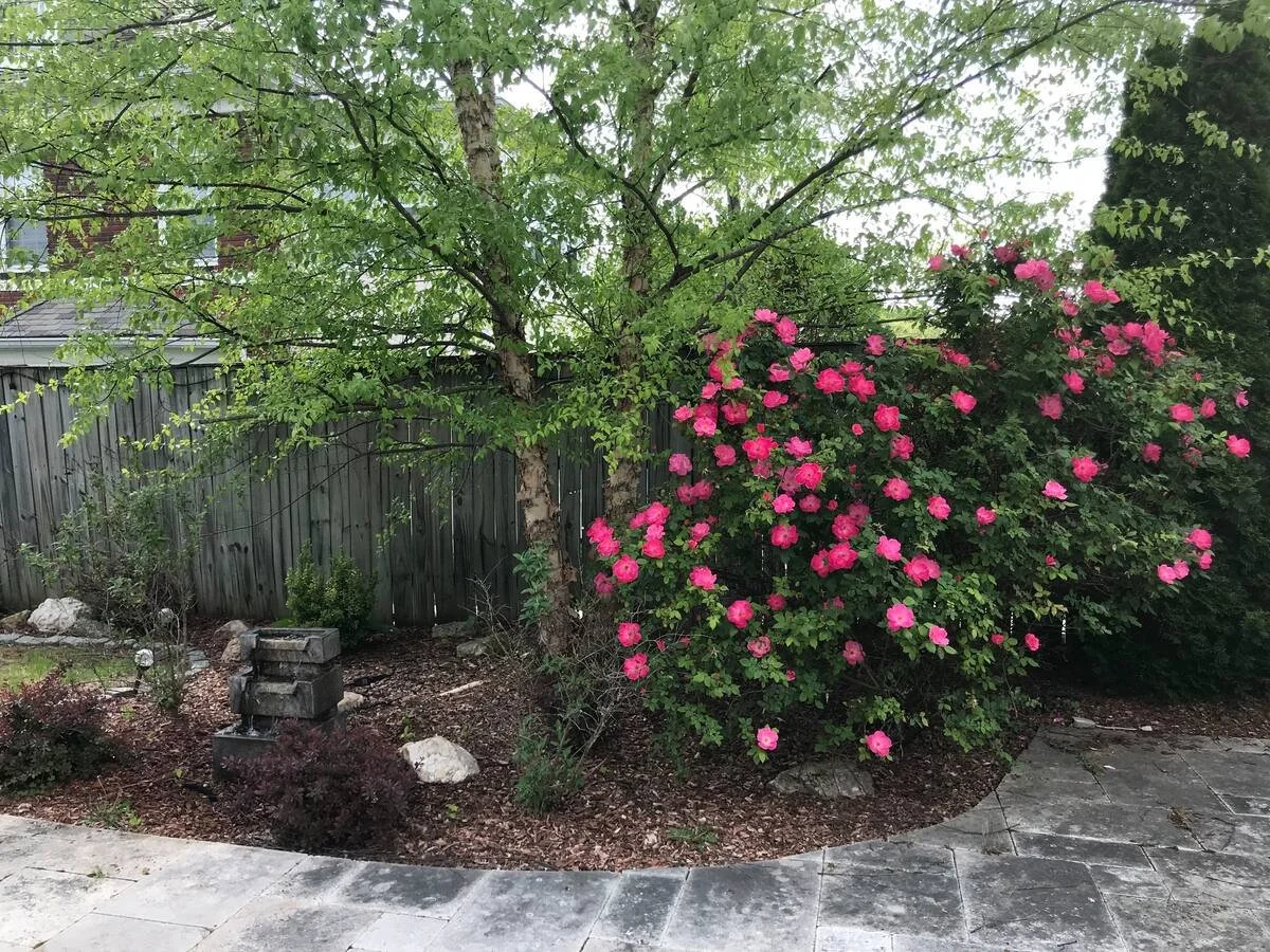 205 roses.jpeg