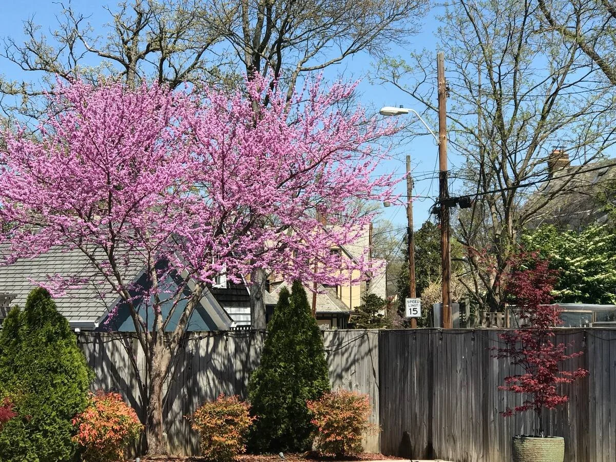 201 japanese maples.jpeg