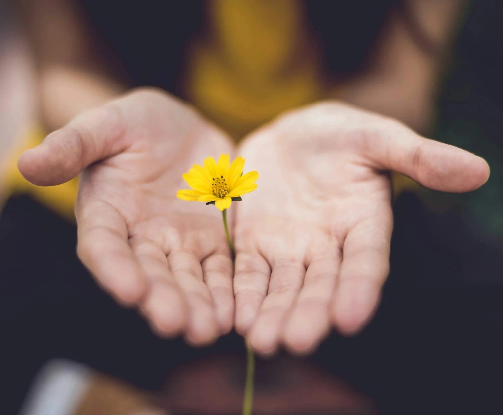 A person's hand holding a small yellow flower with a dark blurred background.