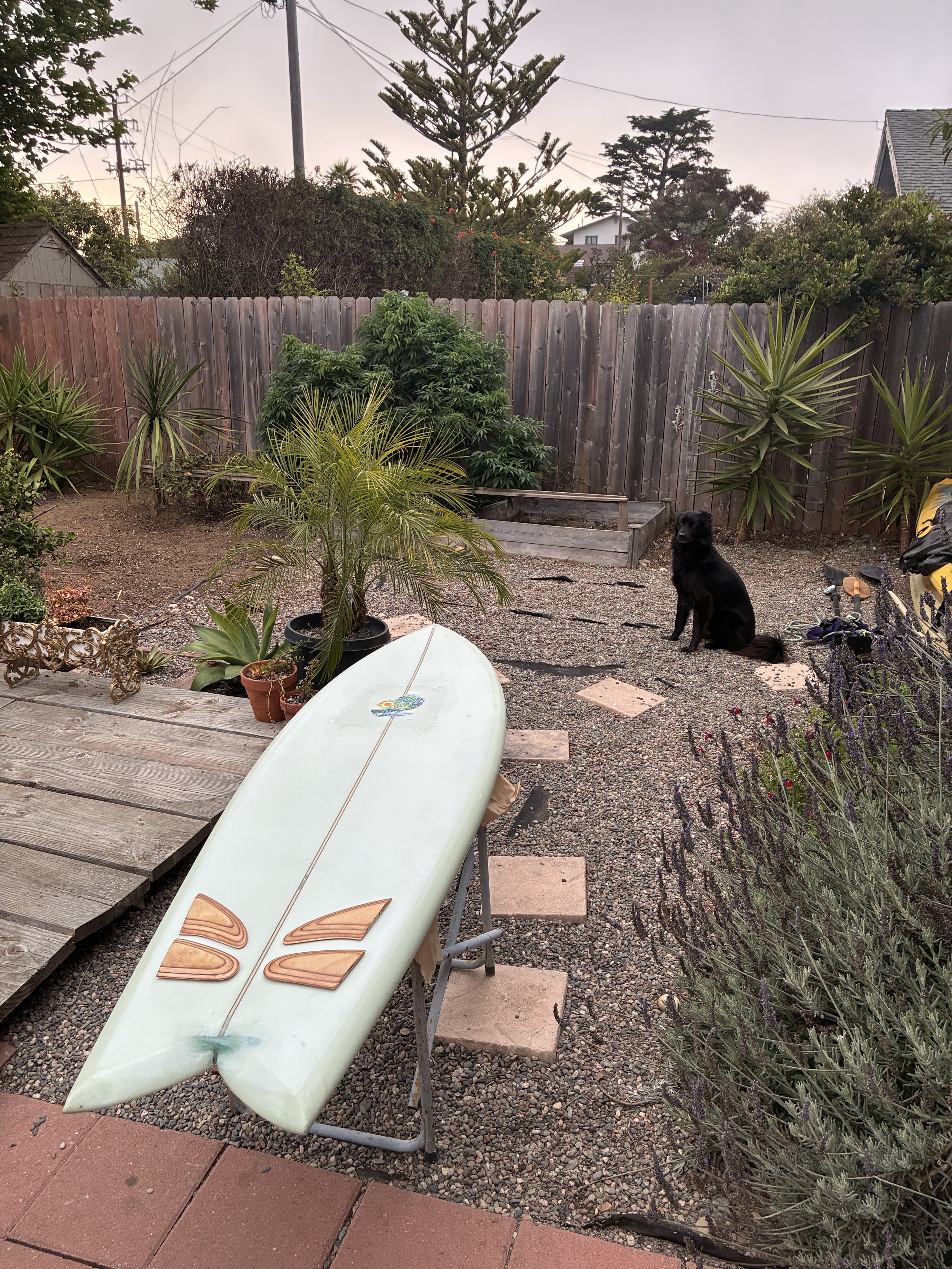 A backyard scene at sunset with a surfboard on a table, various potted plants, a black dog sitting on gravel, and a wooden fence with trees and houses in the background.