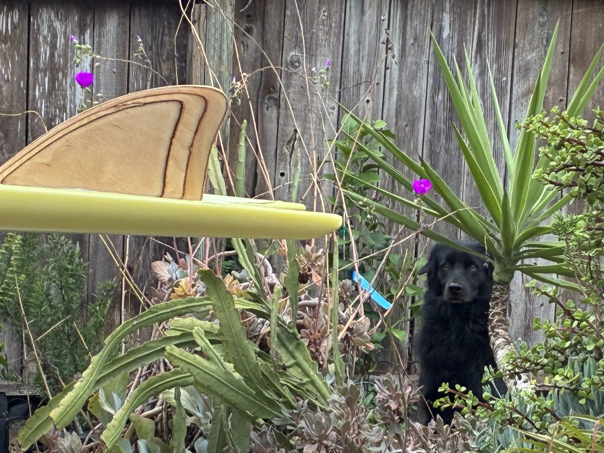 A black dog with brown eyes sitting outdoors among green and brown plants in front of a weathered wooden fence.