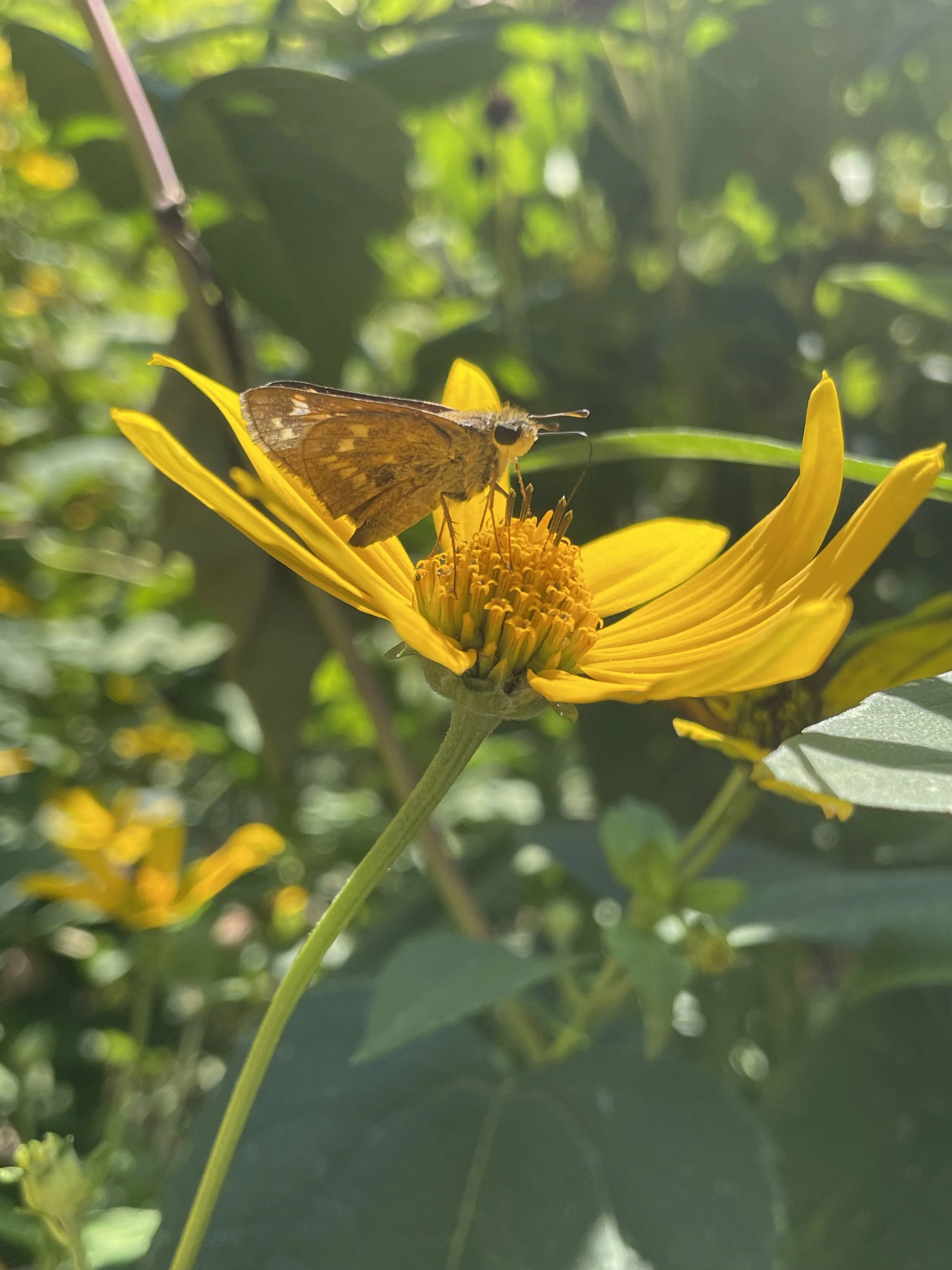 IMG_1693.jpeg