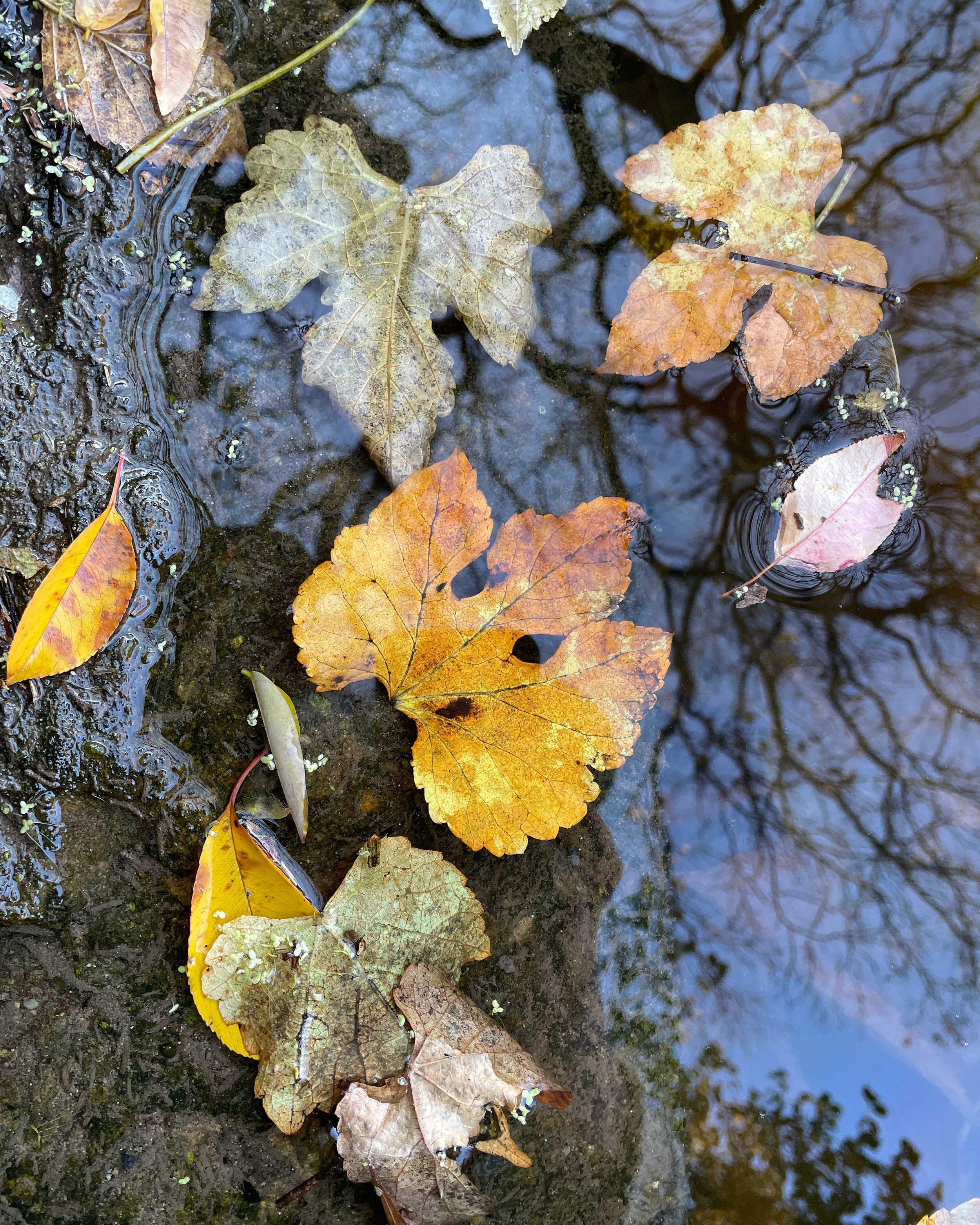 DA1E5338-F839-4C3E-A639-C91DCE582022.JPG