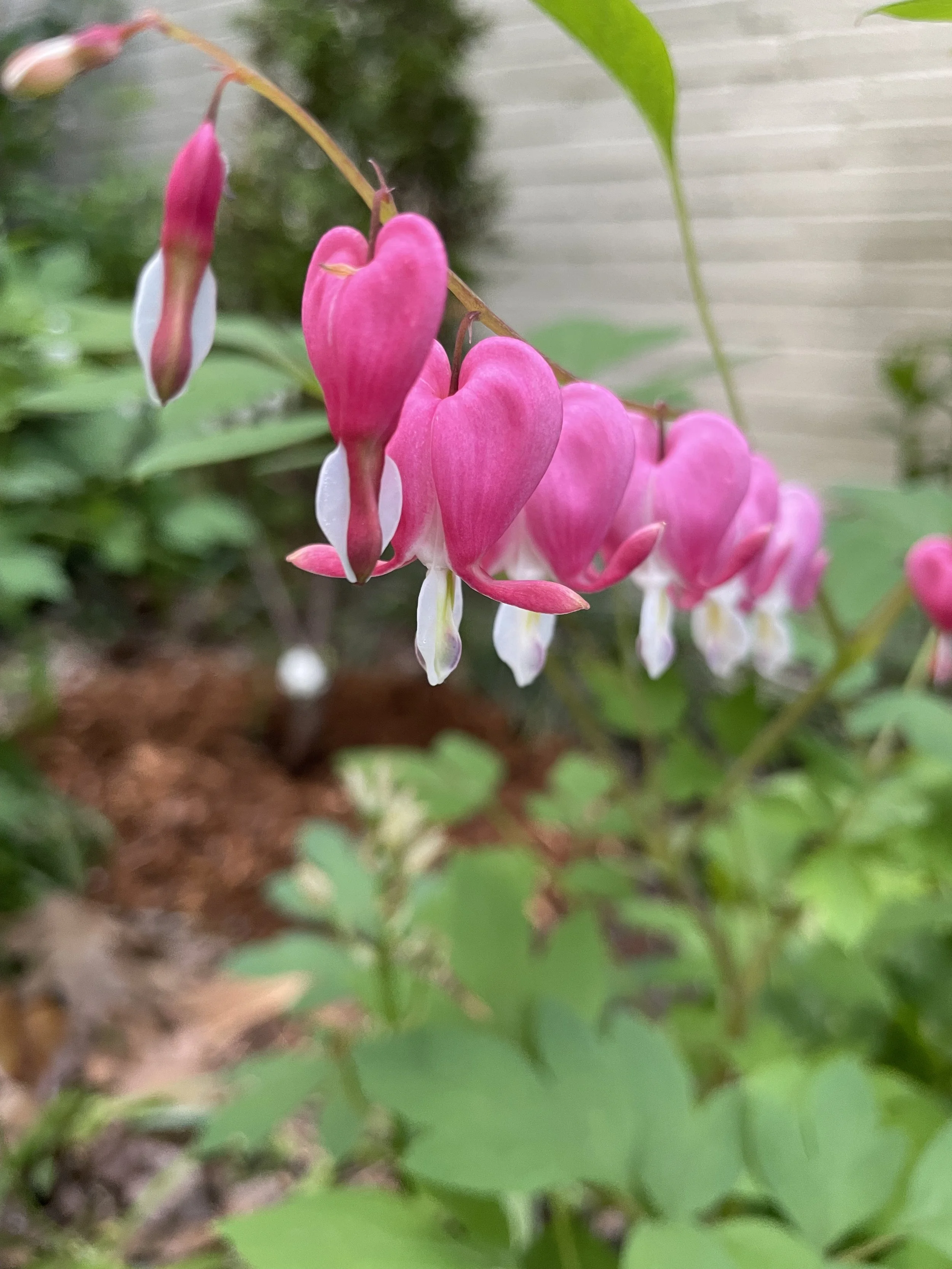 IMG_2666.jpeg