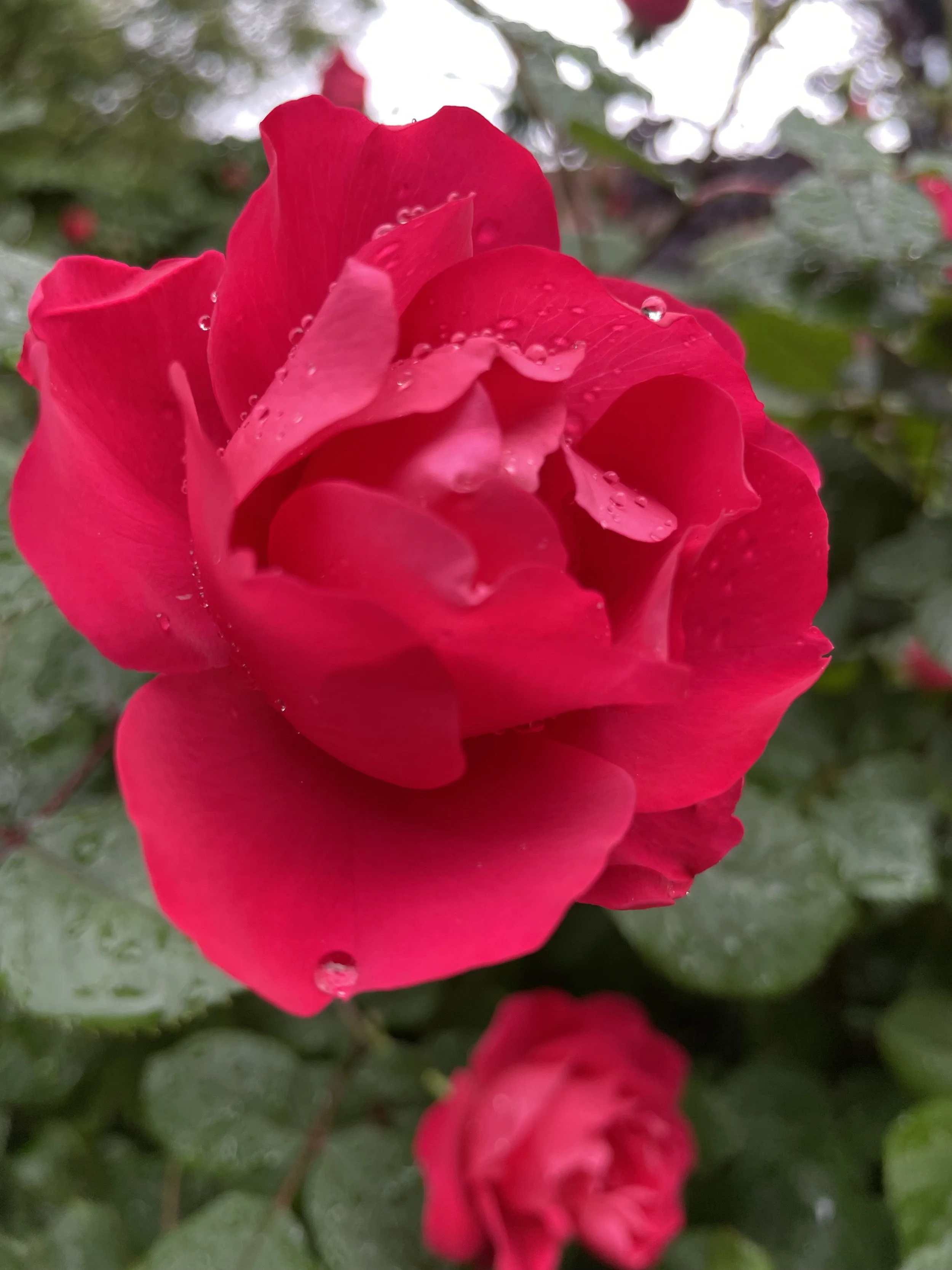 IMG_2755.jpeg