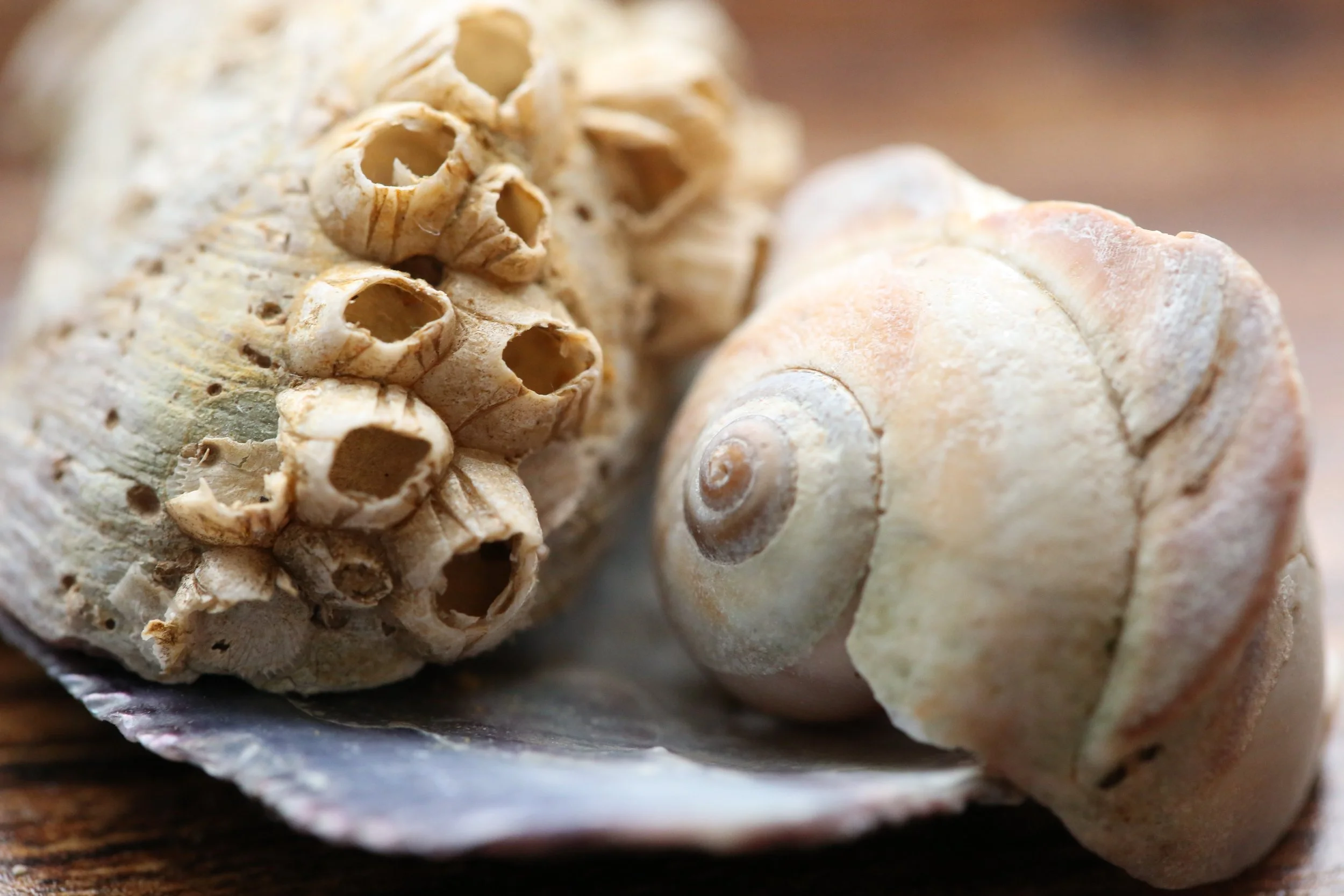 shells.JPG
