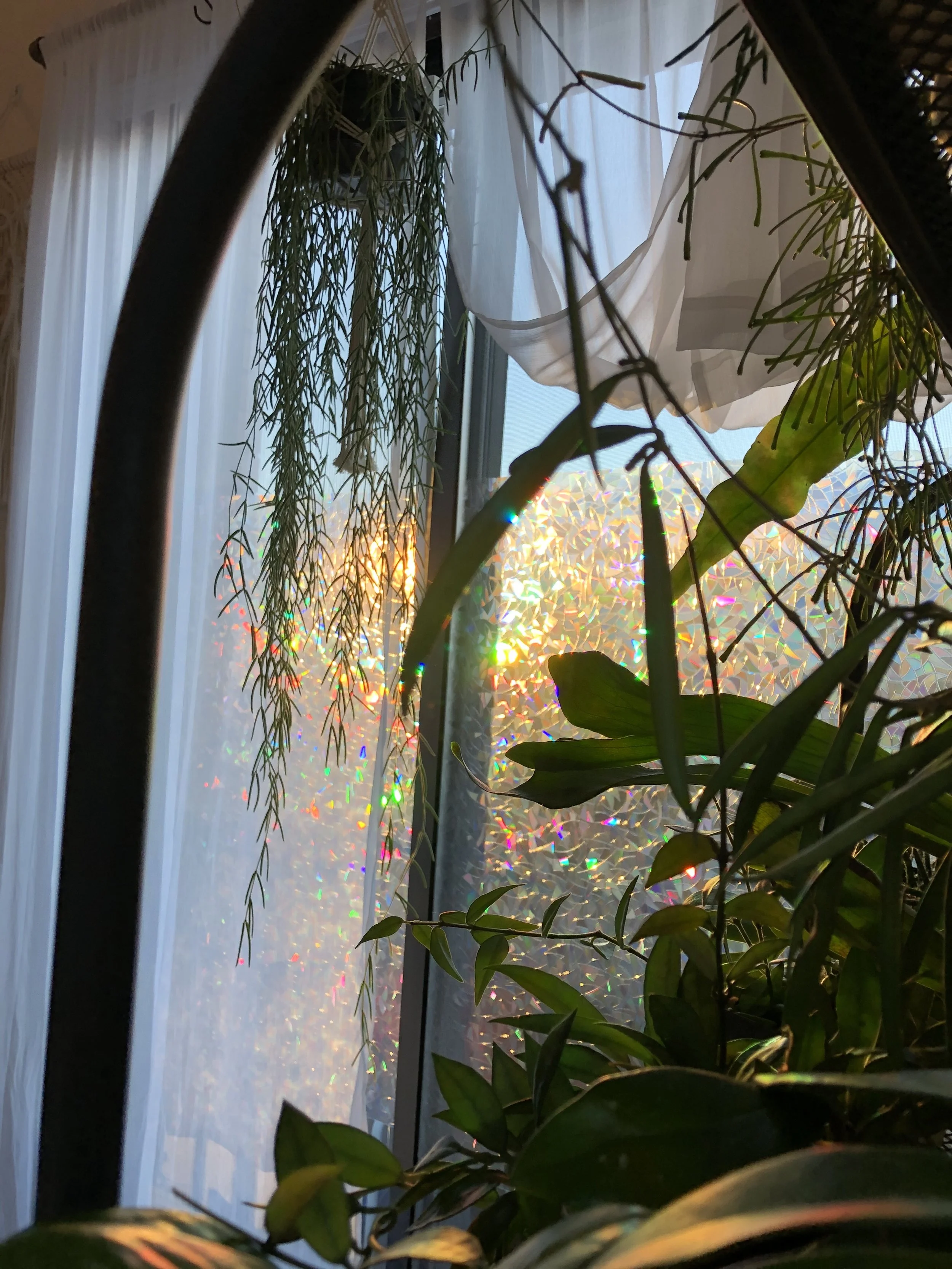 IMG_3909.jpeg