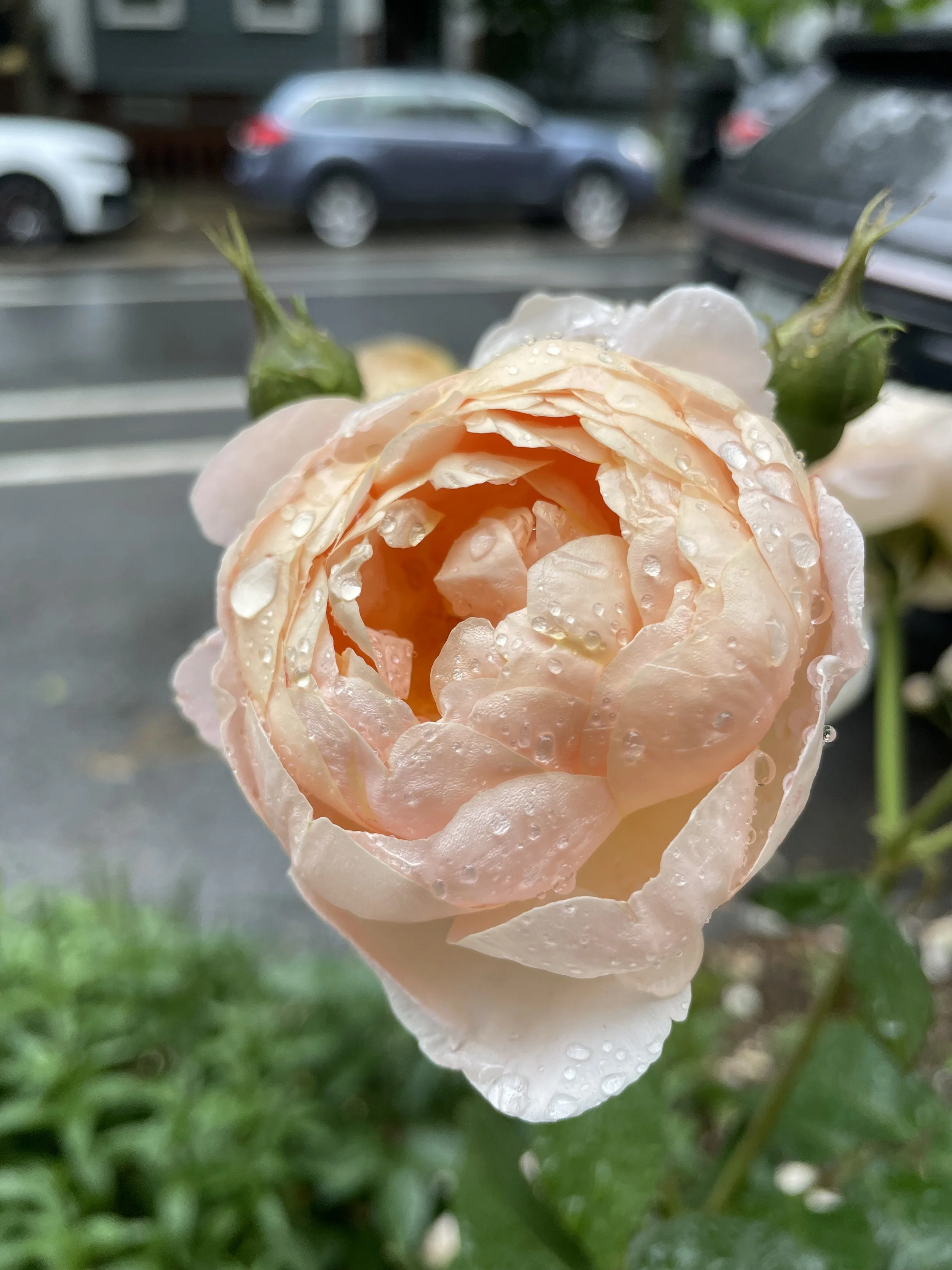 IMG_2746.jpeg