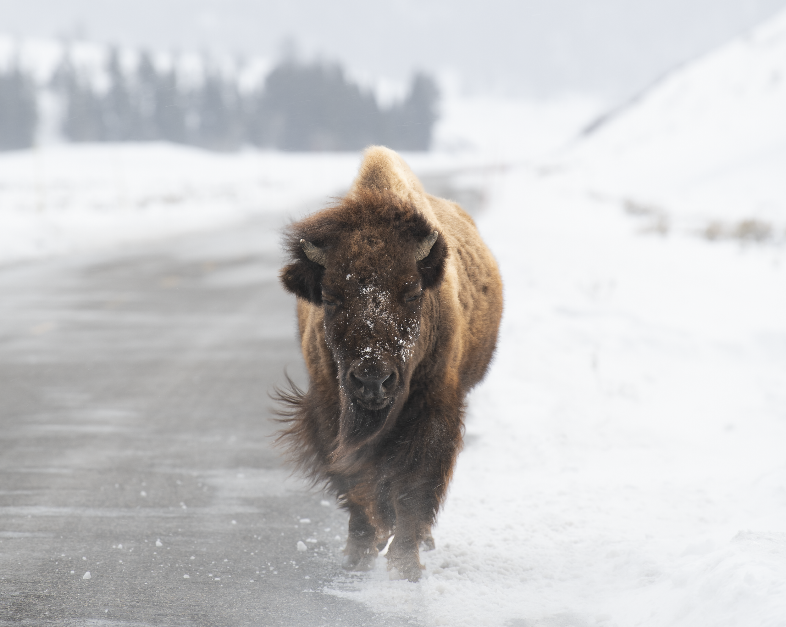 2026 Blustery Bison 3000.png