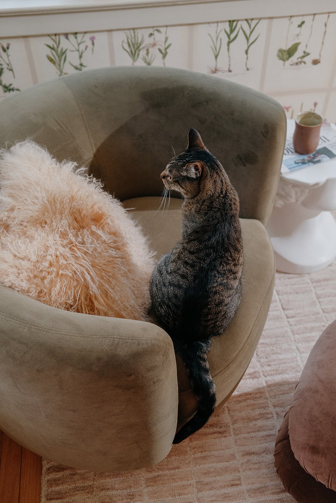 A tabby cat sitting on the armrest of a beige armchair, facing a fluffy dog lying on the chair, with a side table and a potted plant in the background.