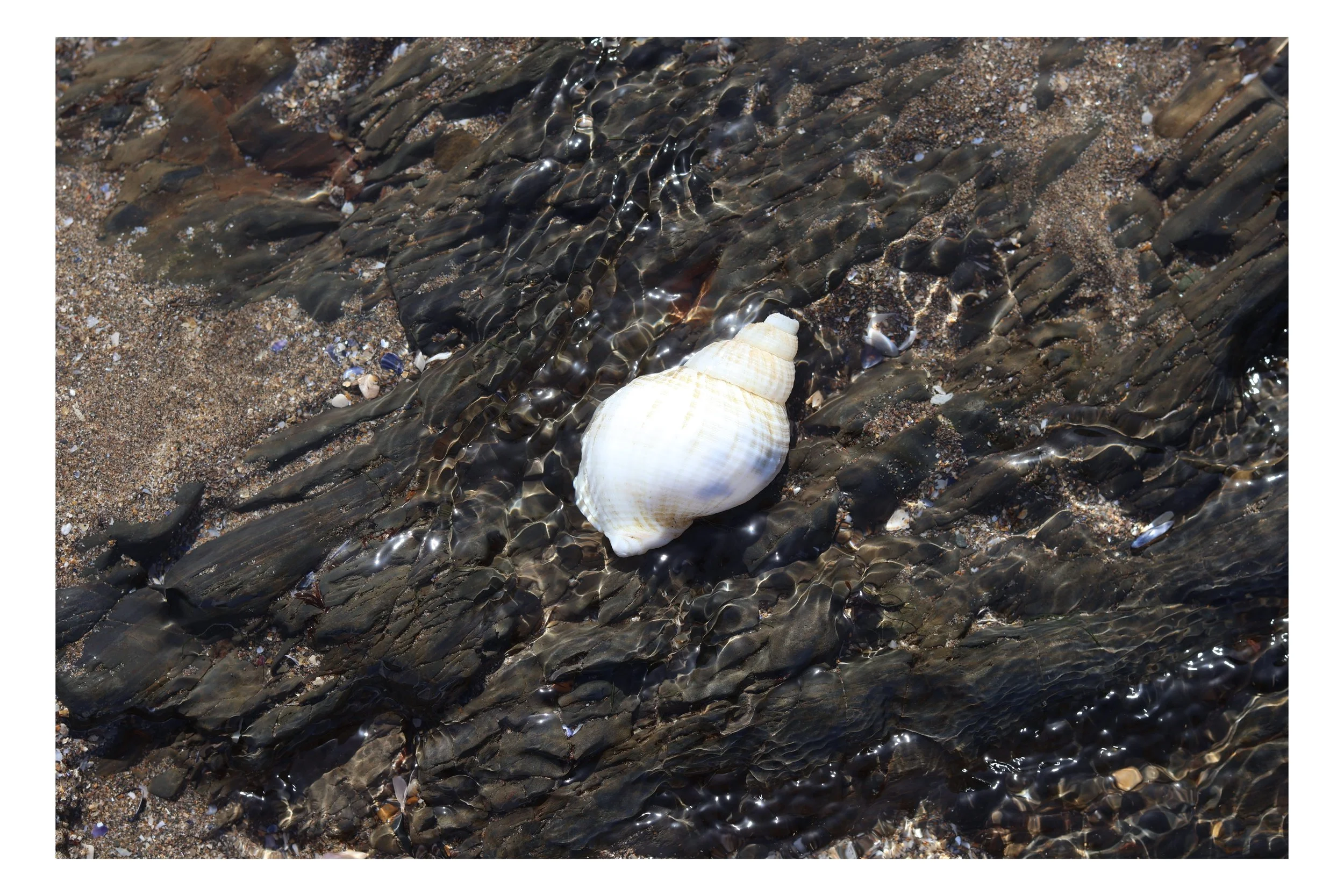A beach with a large seashell on wet sand, small shells, gravel, and smooth rocks, with sunlight reflecting on the water.