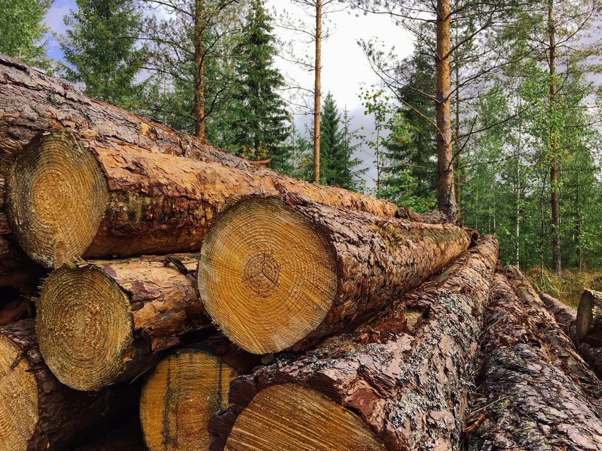Stacked logs in a forest with green trees and cloudy sky in the background.