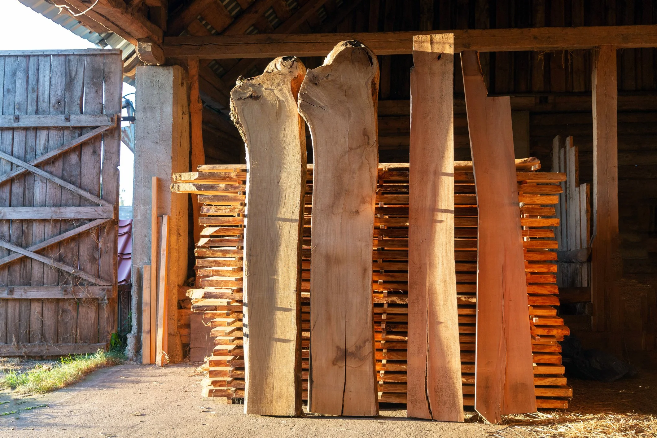 A barn with wooden walls and an open door, inside a stack of cut large logs with smooth and rough surfaces, some with bark, arranged vertically.