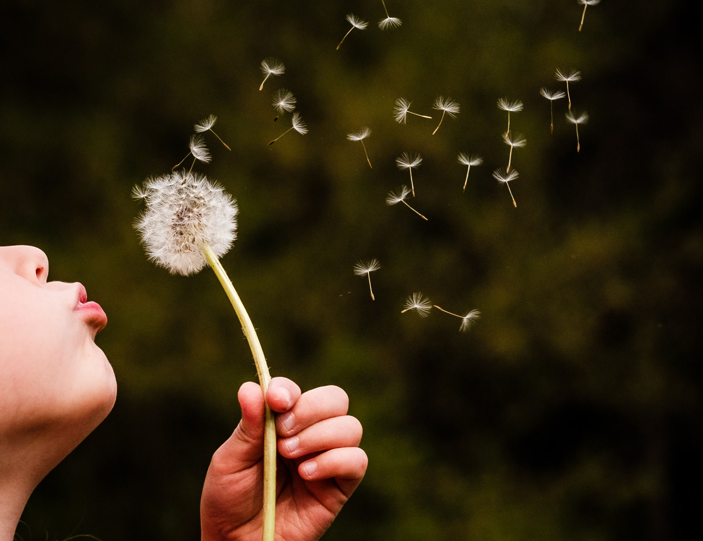 A person blowing on a dandelion seed head, dispersing the seeds into the air.